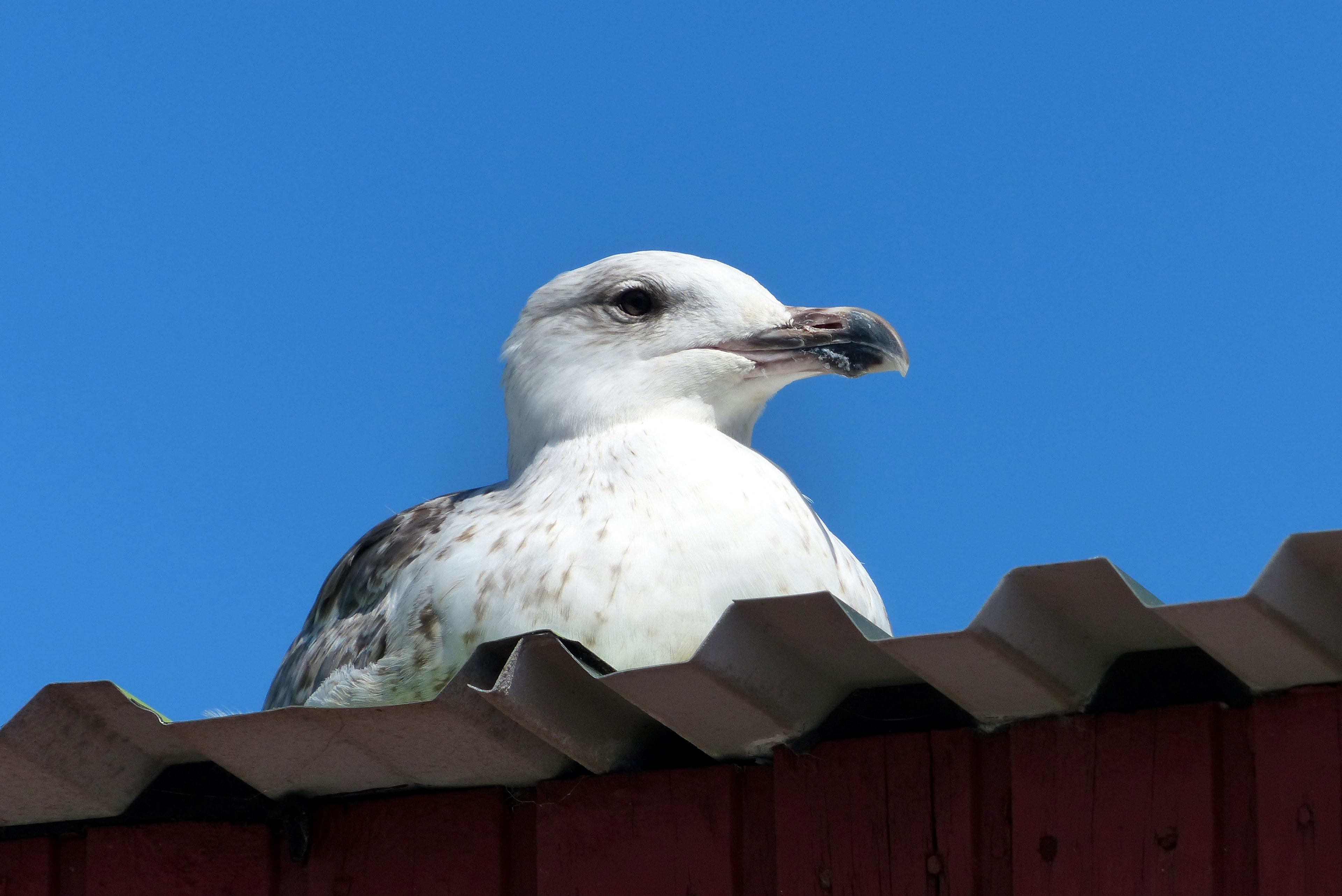 bird seagull animal water bird sea denmark laesoe 4k, HD Wallpaper