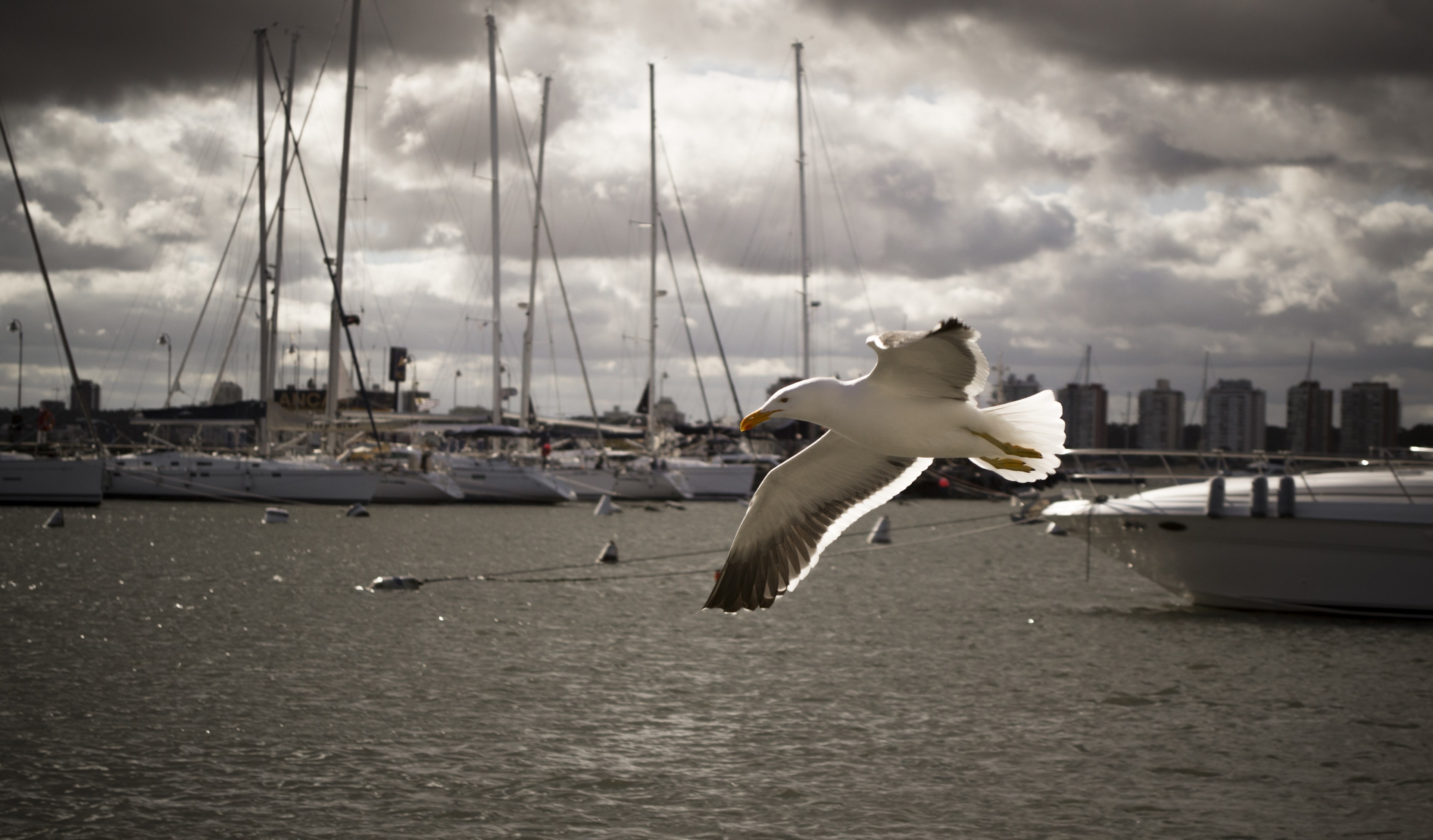 bird seagull ave beach wings sky sea cloudy 4k, HD Wallpaper