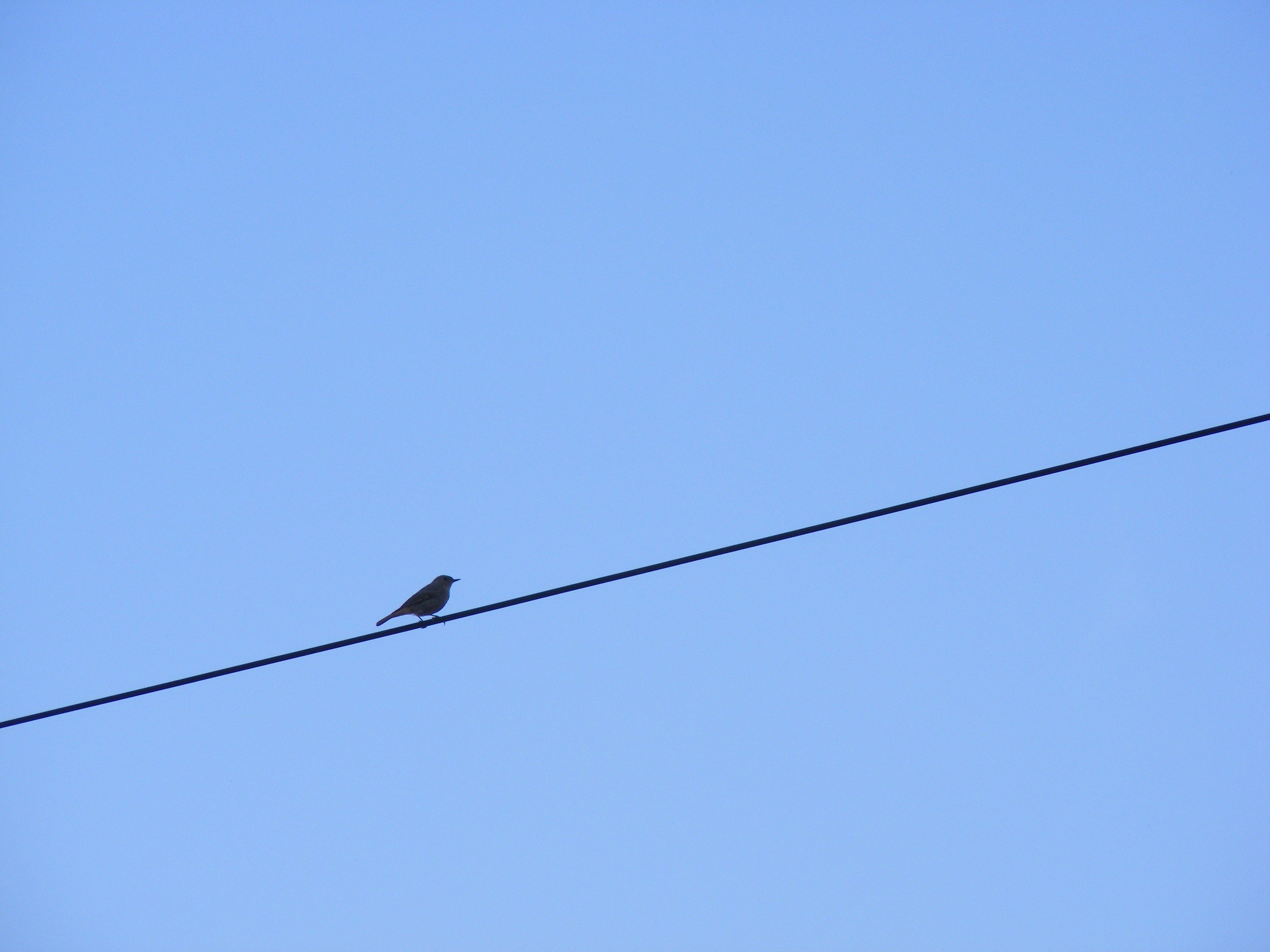 bird sitting wire sky blue sky calm alone 4k, HD Wallpaper