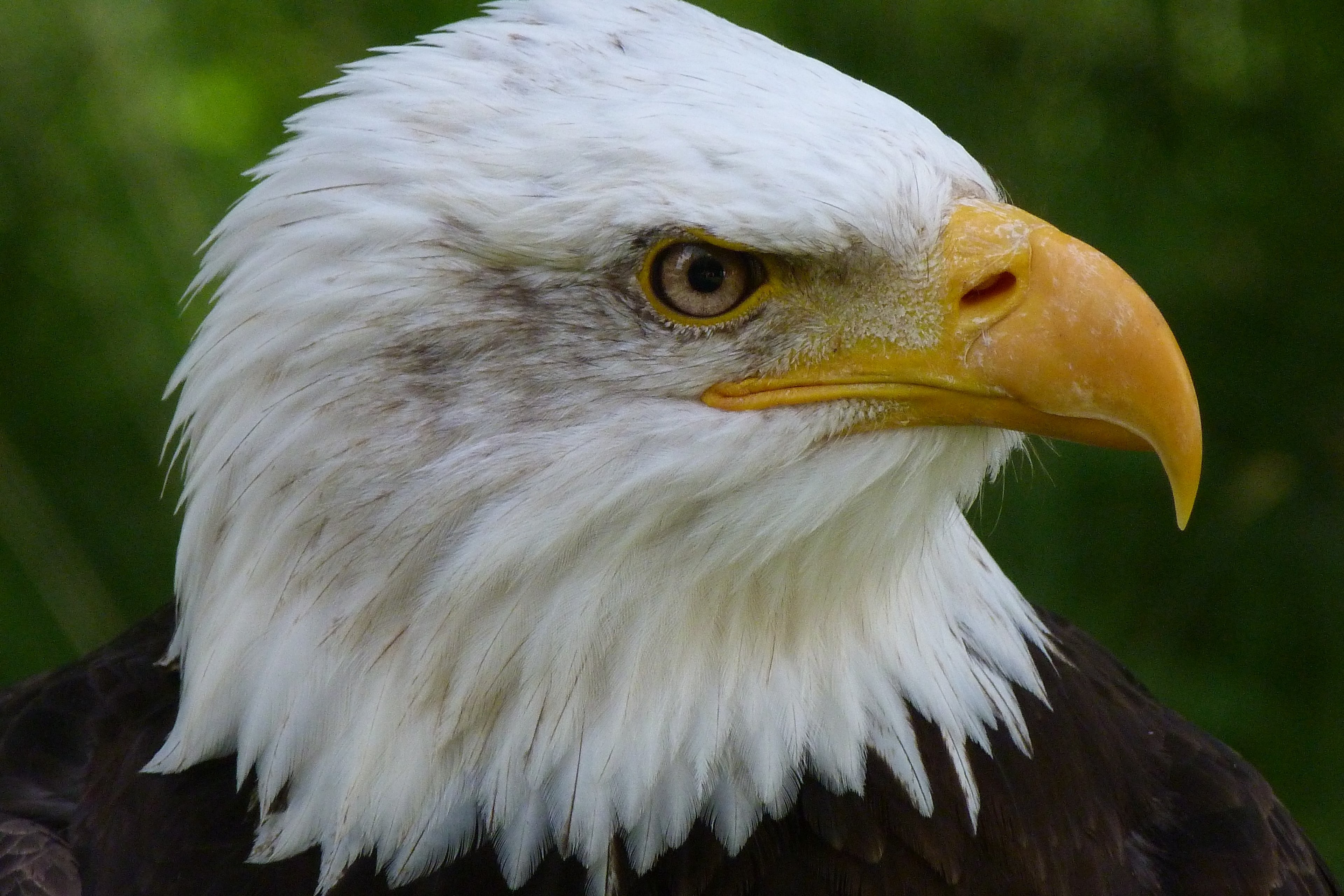 bird bird of prey raptor bald eagles adler animal 4k, HD Wallpaper