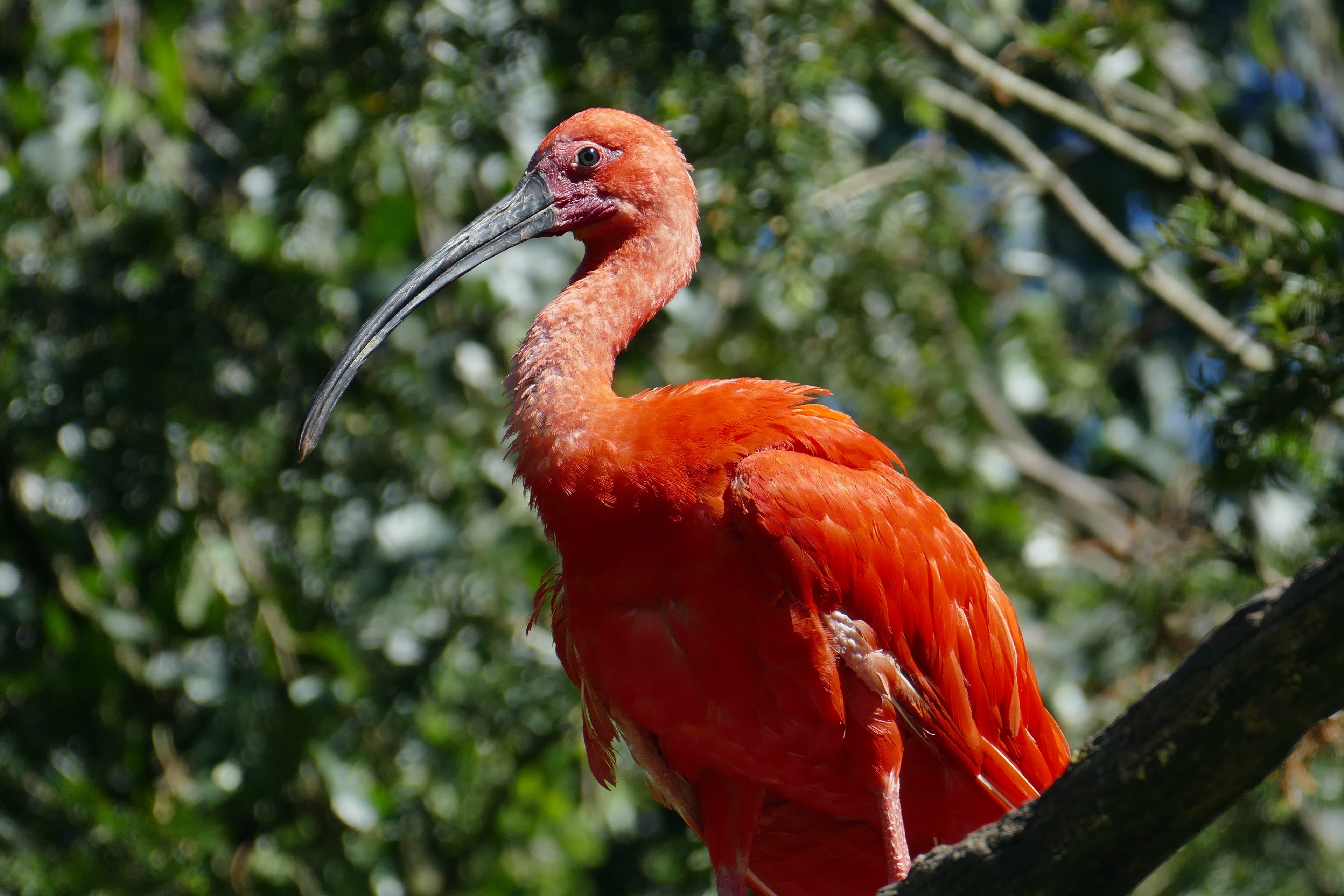 bill exot animal red zoo feather creature bird 4k, HD Wallpaper