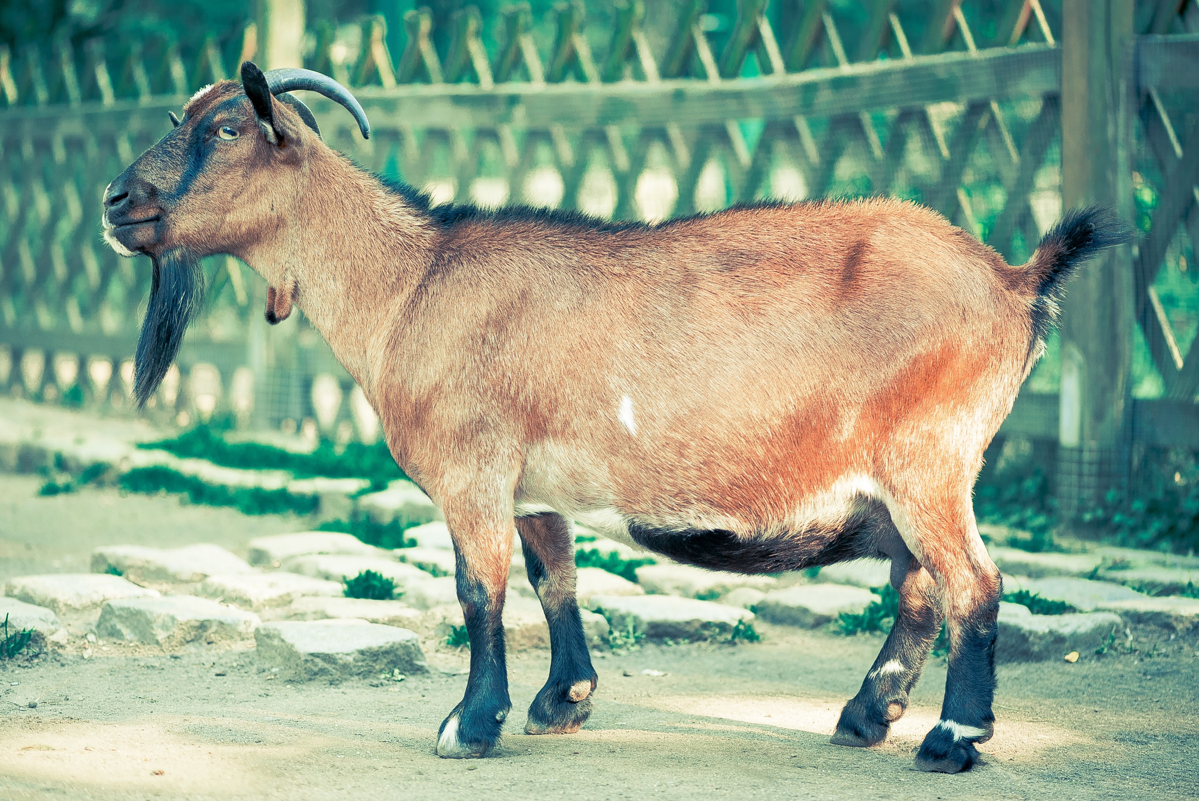 billy goat goat goatee animal mammals nature 4k, HD Wallpaper