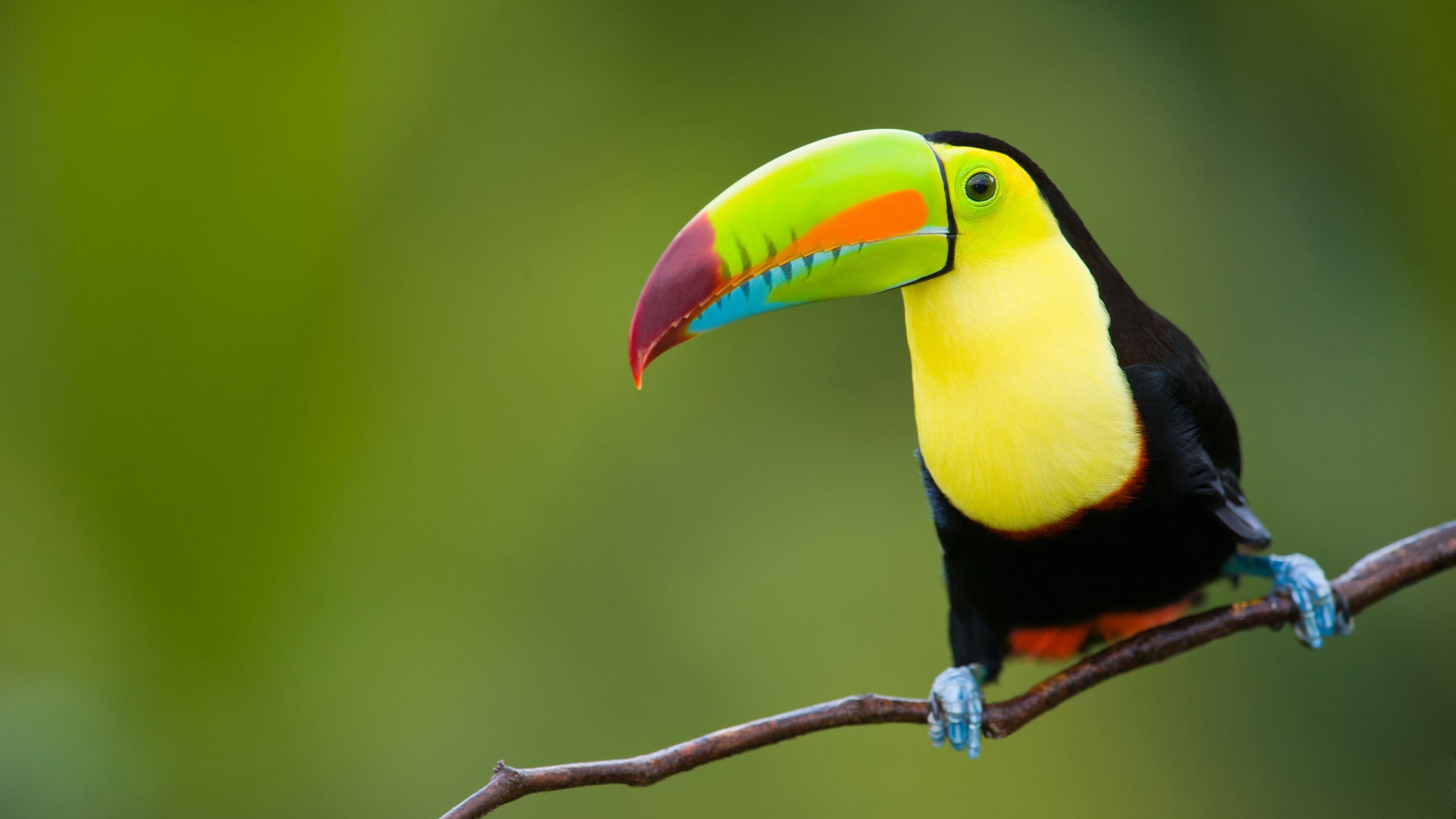 Toucan, bird, 4k, HD Wallpaper
