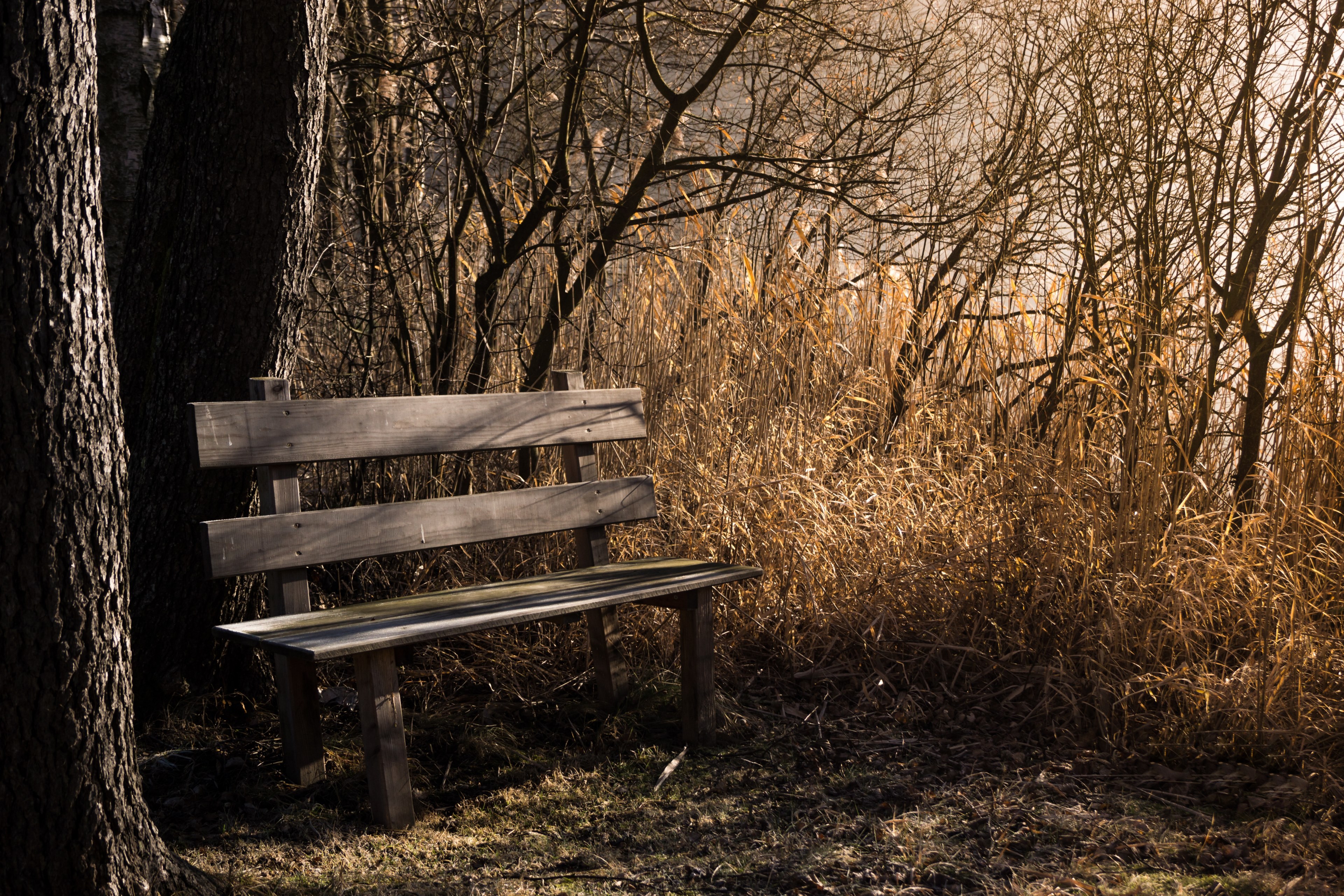 bench bank seat nature out rest benches forest 4k, HD Wallpaper