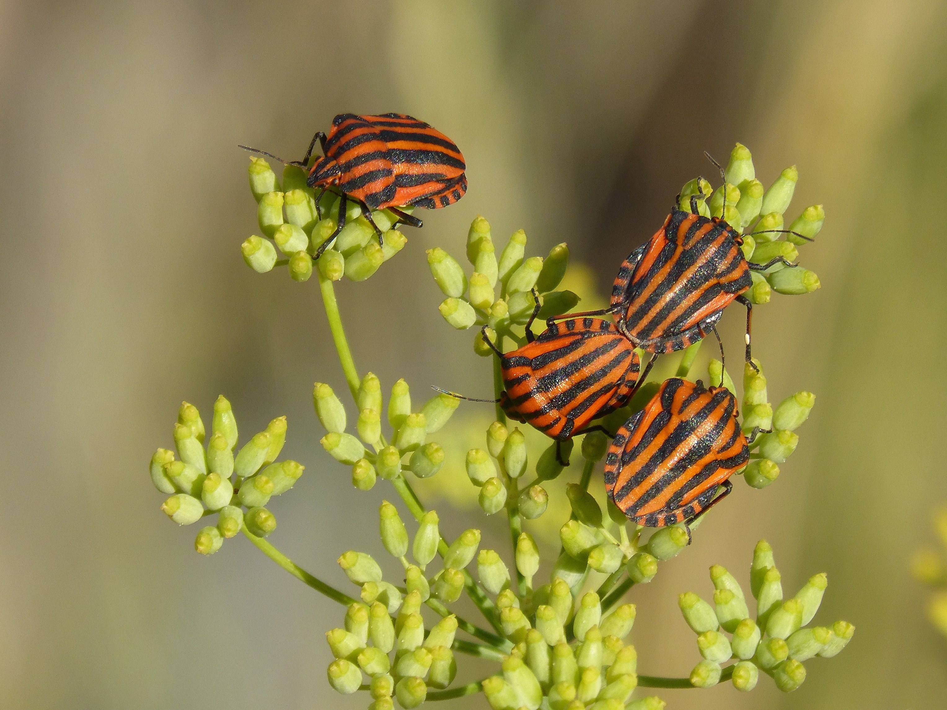 beetles bugs reproduction couple insects striped 4k, HD Wallpaper