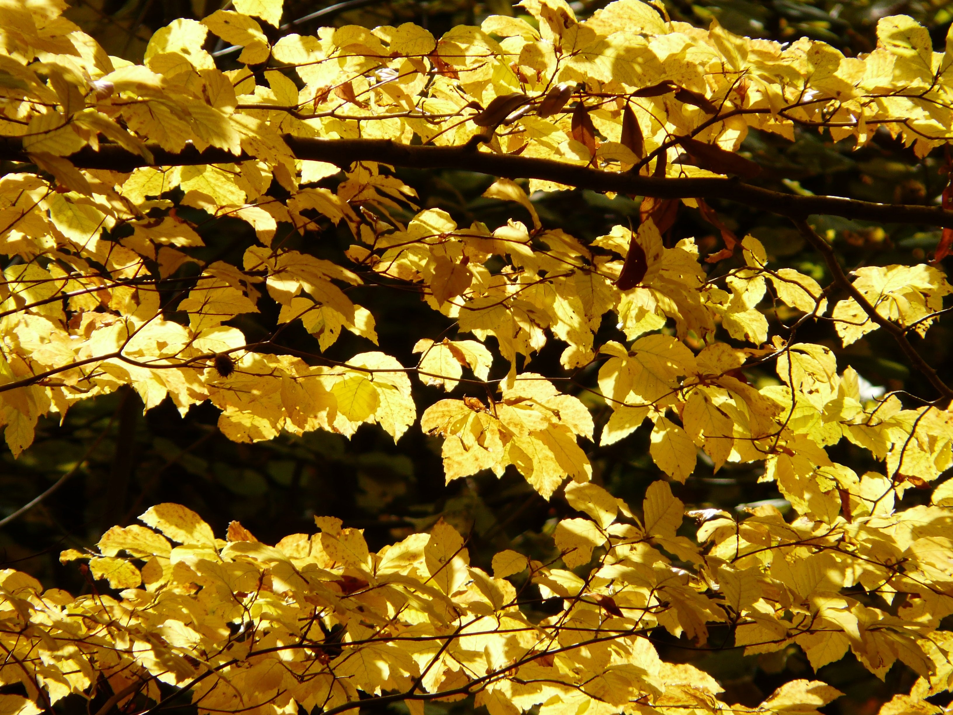 beech fagus sylvatica fagus forest golden autumn 4k, HD Wallpaper