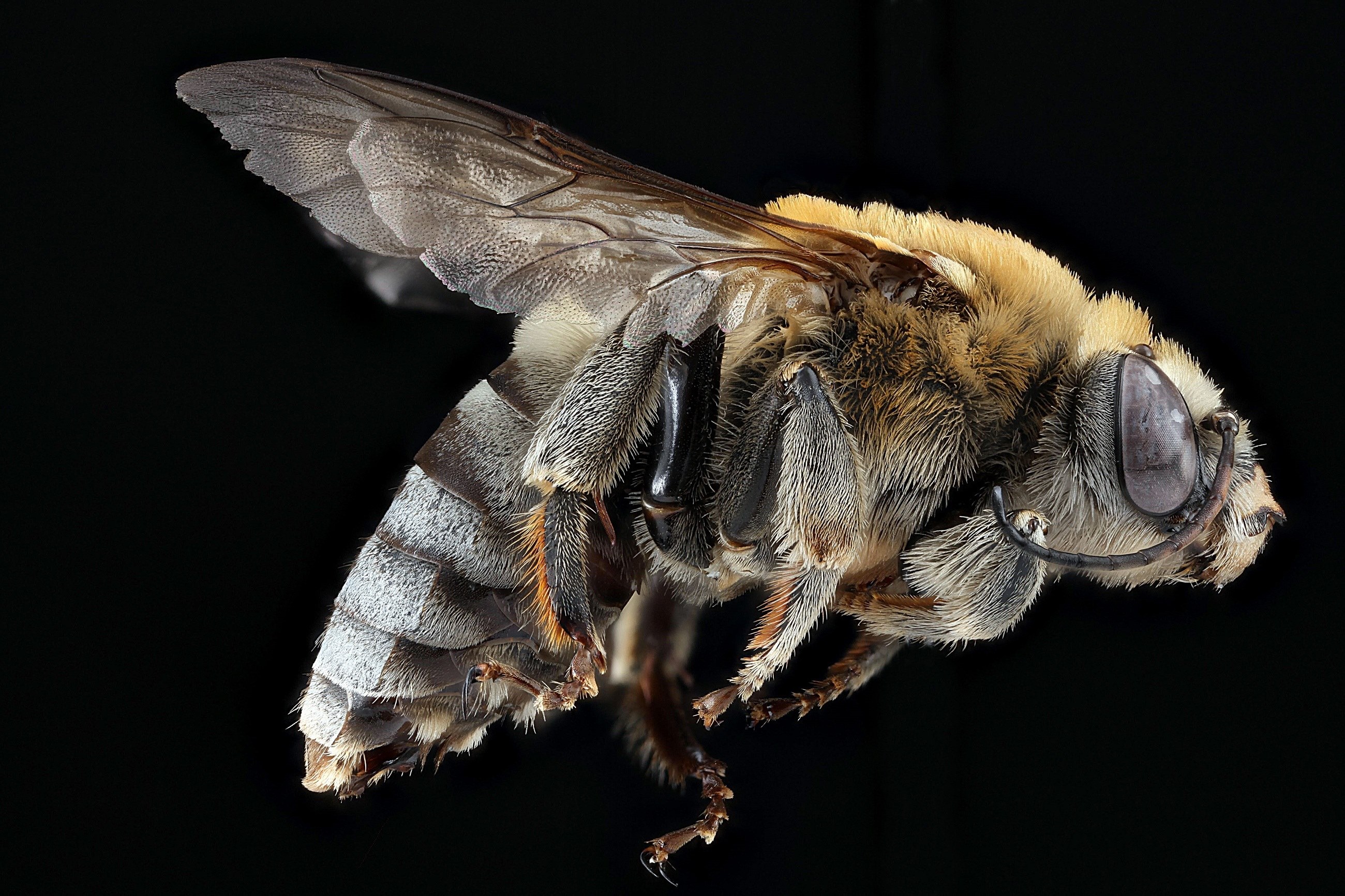 bee pollen macro insect wildlife nature wings 4k, HD Wallpaper