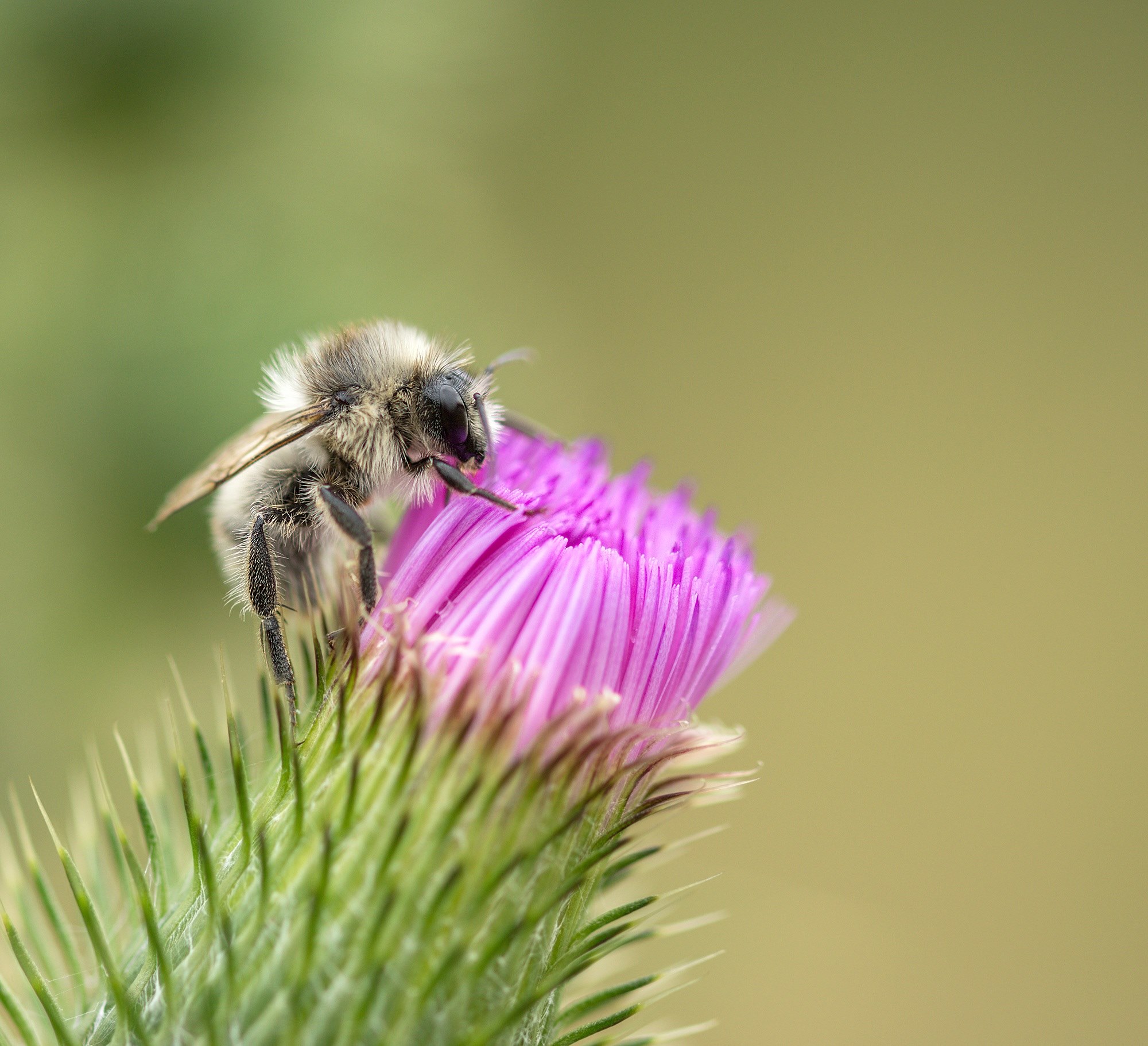 bee thistle rest insect thistle flower purple 4k, HD Wallpaper