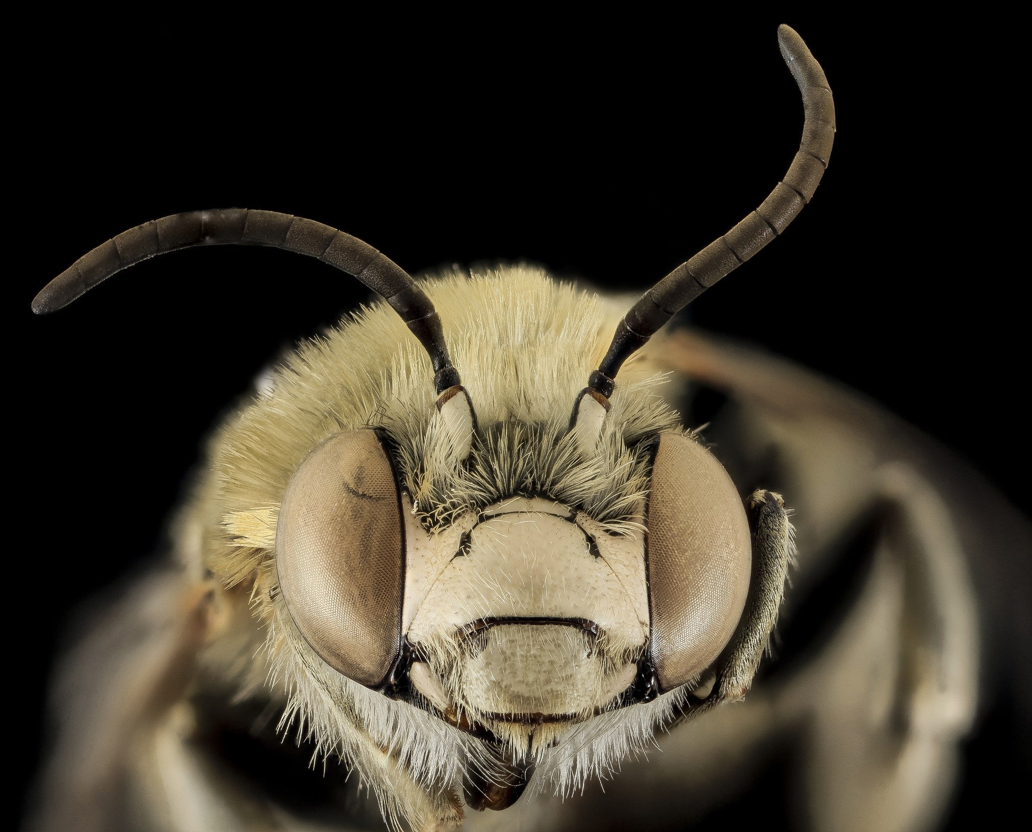 bee anthophora montana macro pollinator bug insect 4k, HD Wallpaper