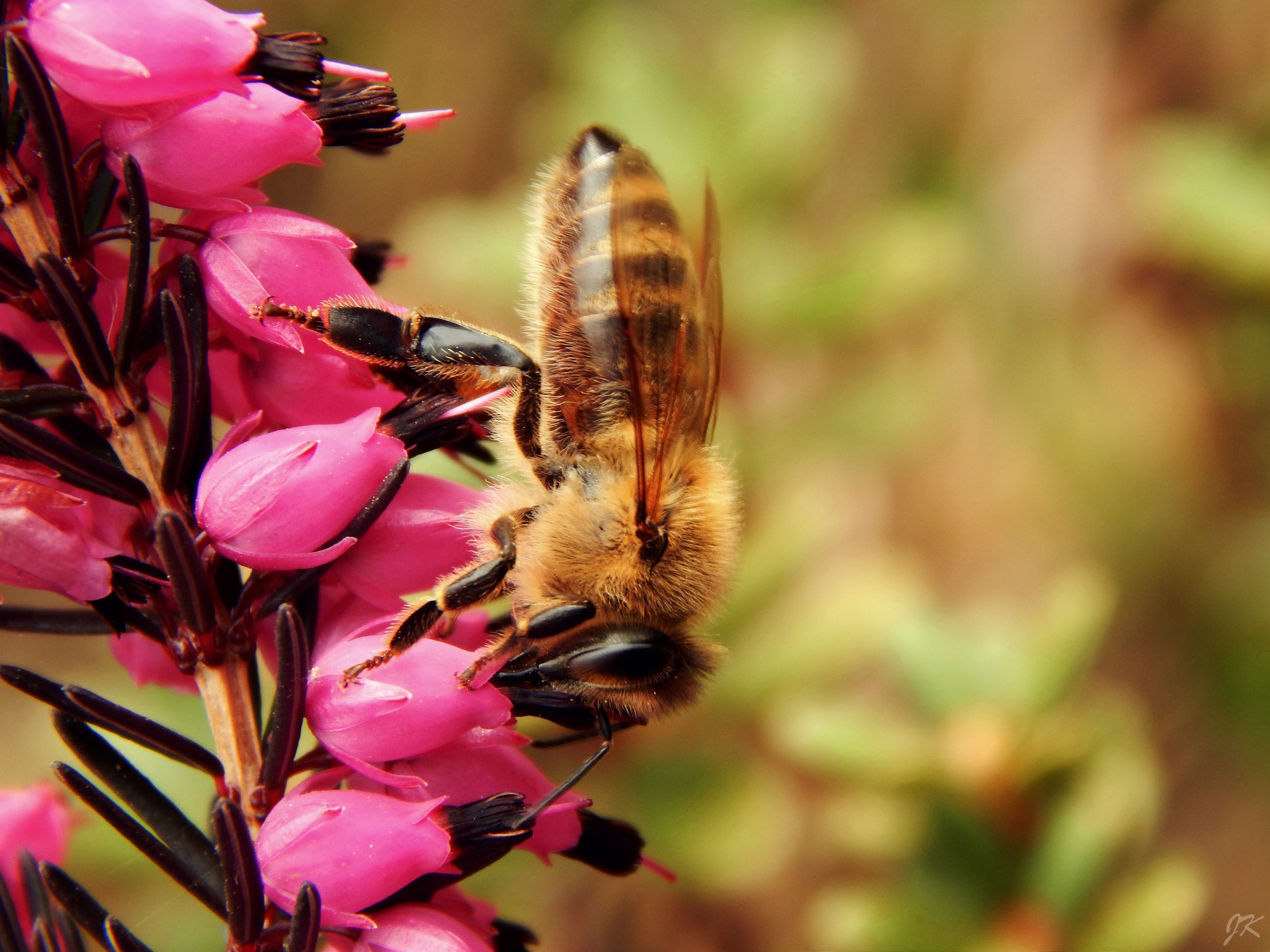 bee macro spring nature garden flower insect 4k, HD Wallpaper