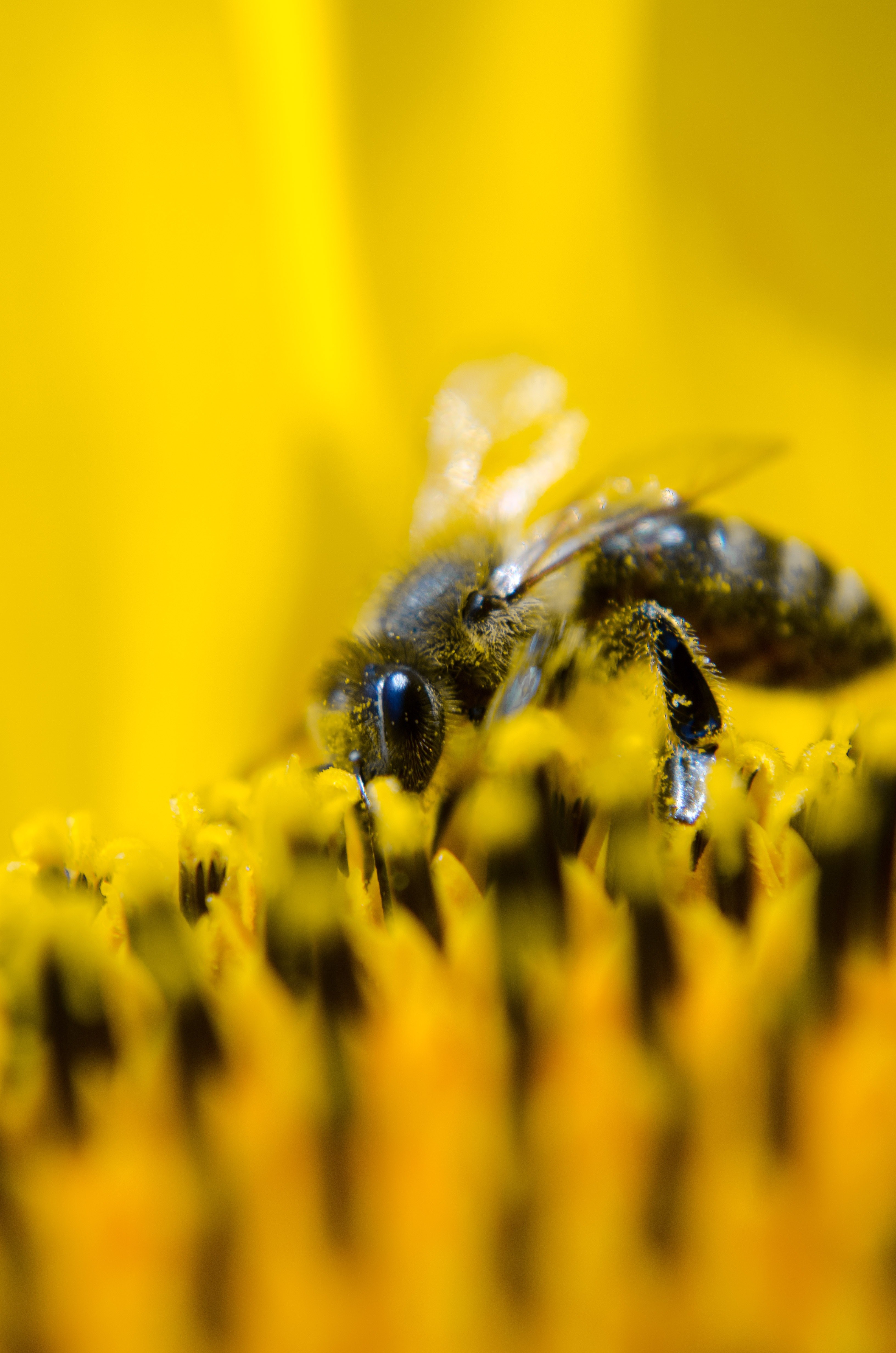 bee working bee nature sunflower yellow pollen 4k, Phone HD Wallpaper