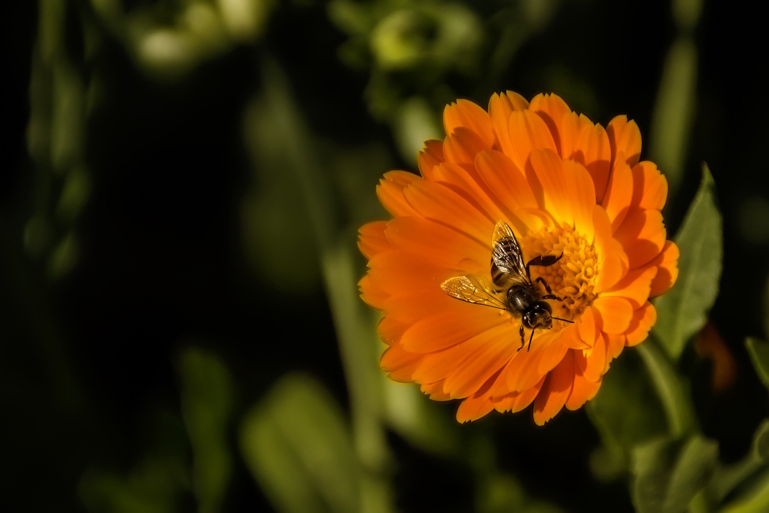 bee flower spring macro nature pollen nectar 4k, HD Wallpaper