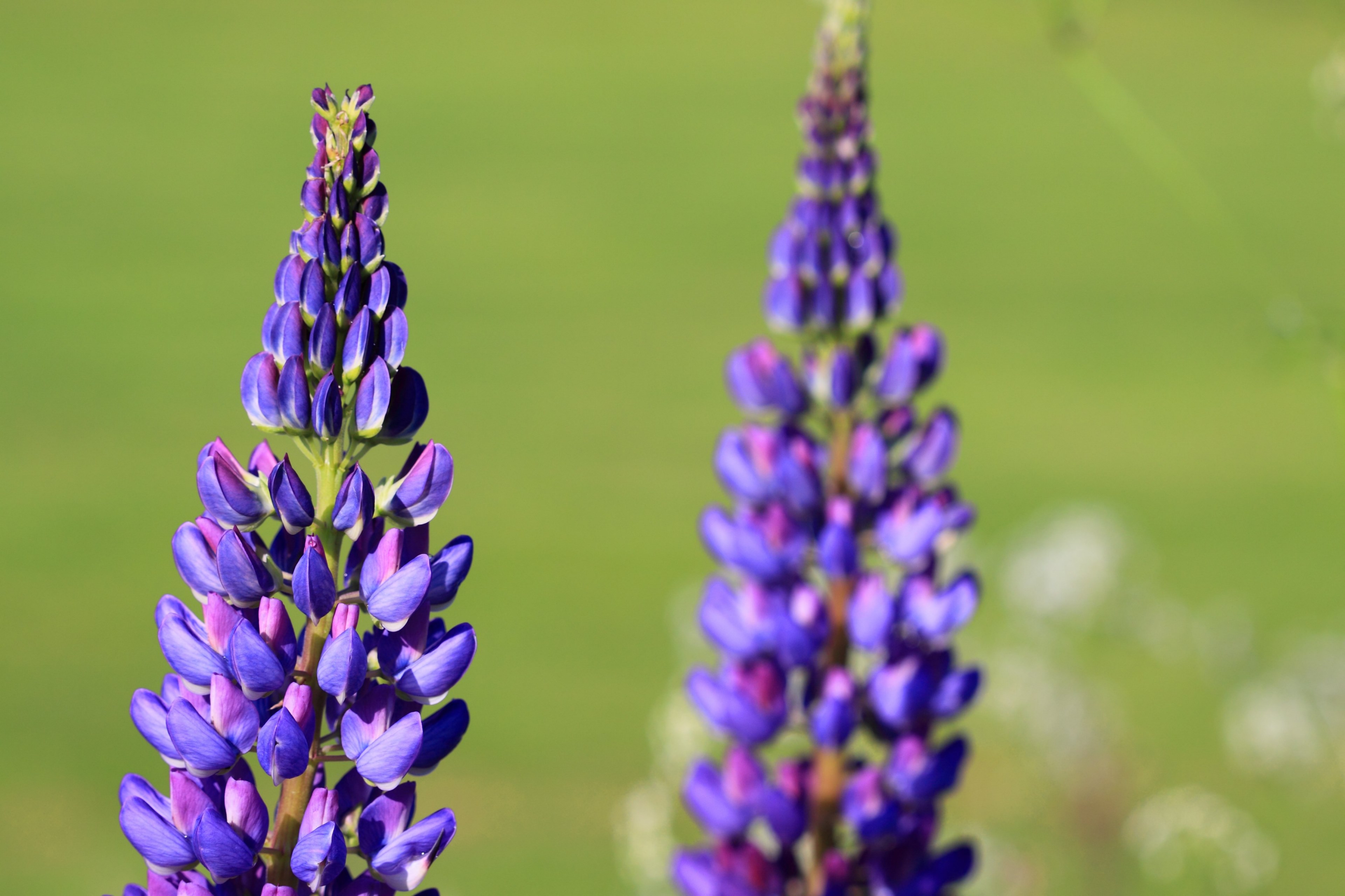 beautiful bloom blossom blue detail field flora 4k, HD Wallpaper