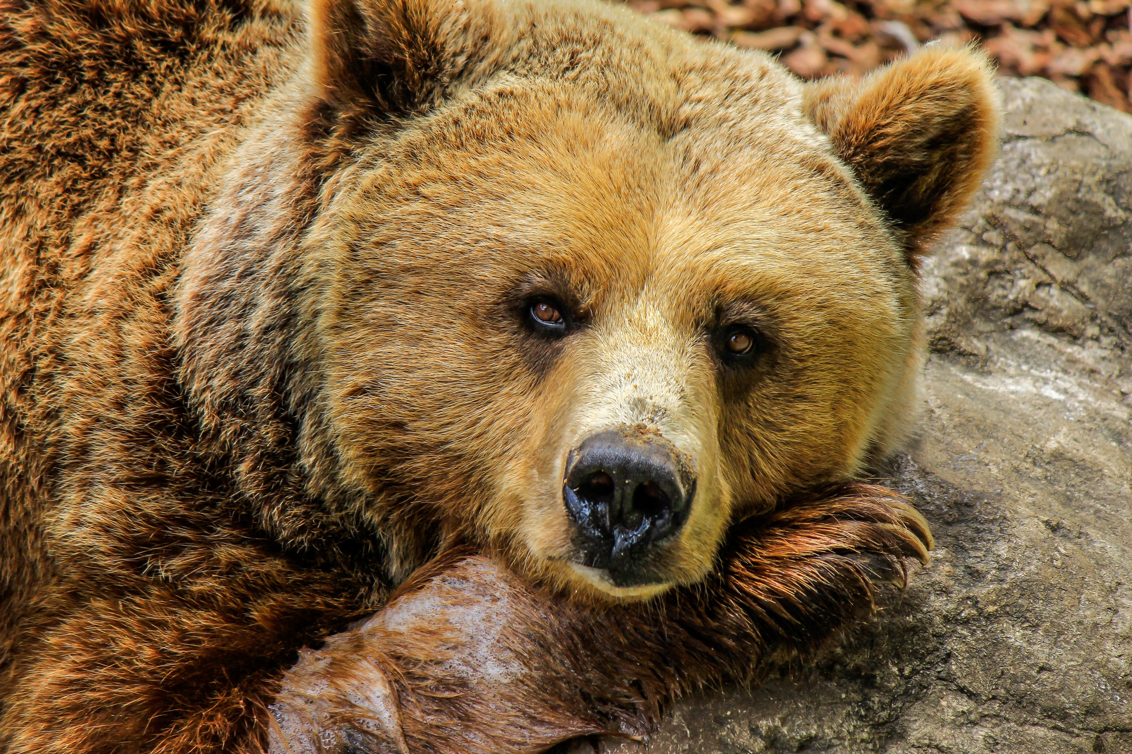 bear animals zoo captivity cute animal snout 4k, HD Wallpaper
