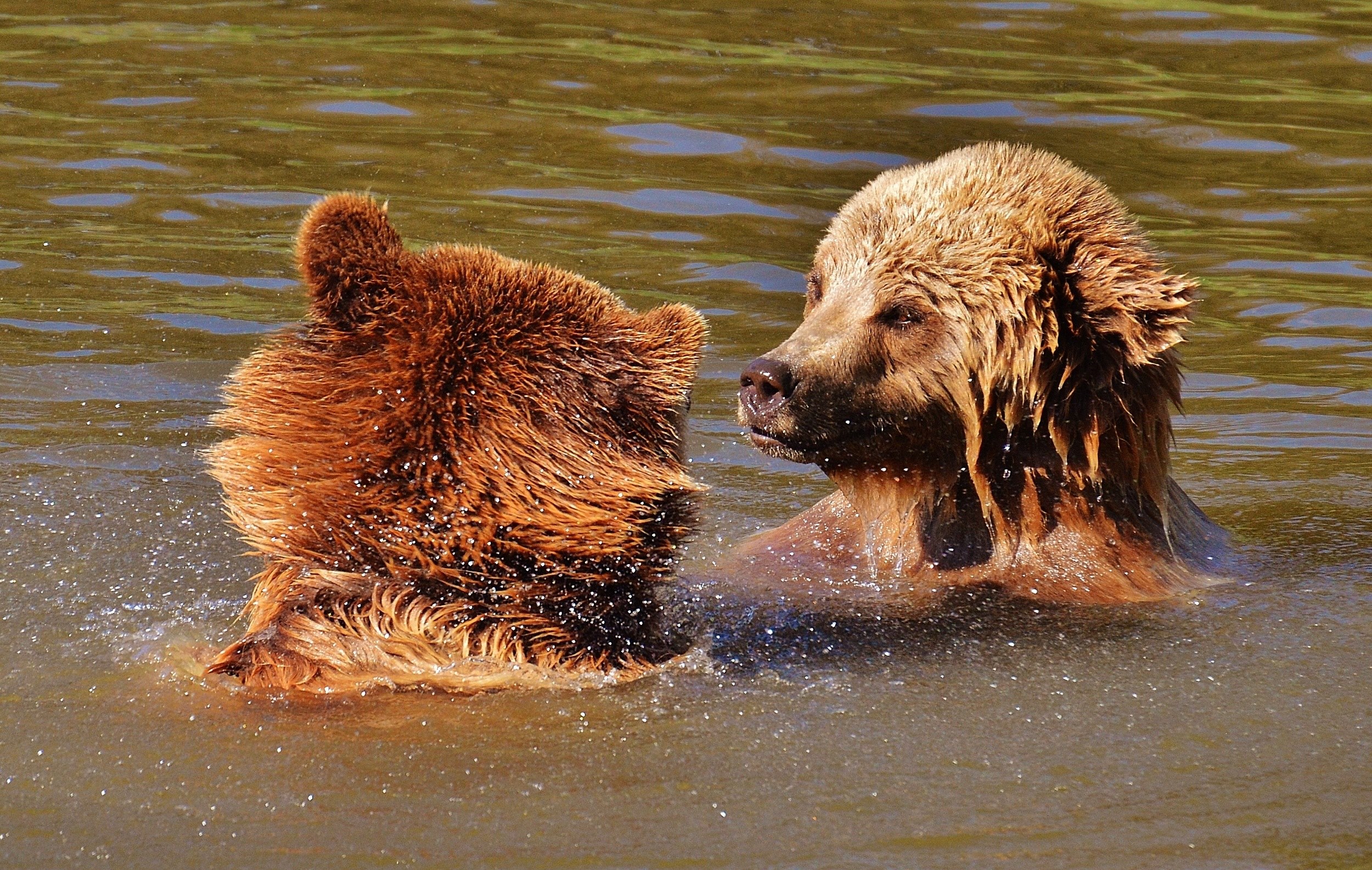 bear wildpark poing play water brown bear 4k, HD Wallpaper