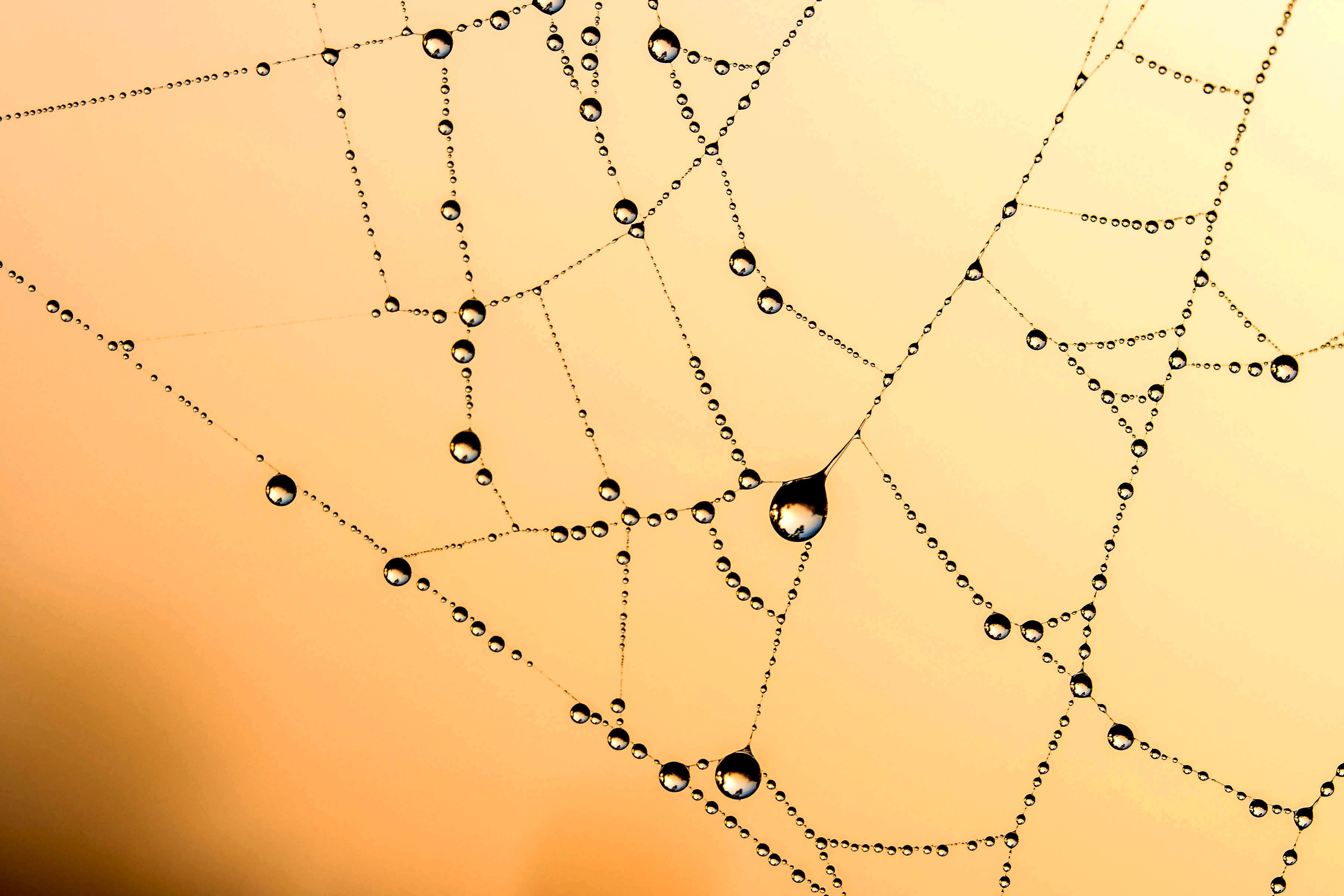 beaded cobweb network dew drip raindrop dewdrop 4k, HD Wallpaper