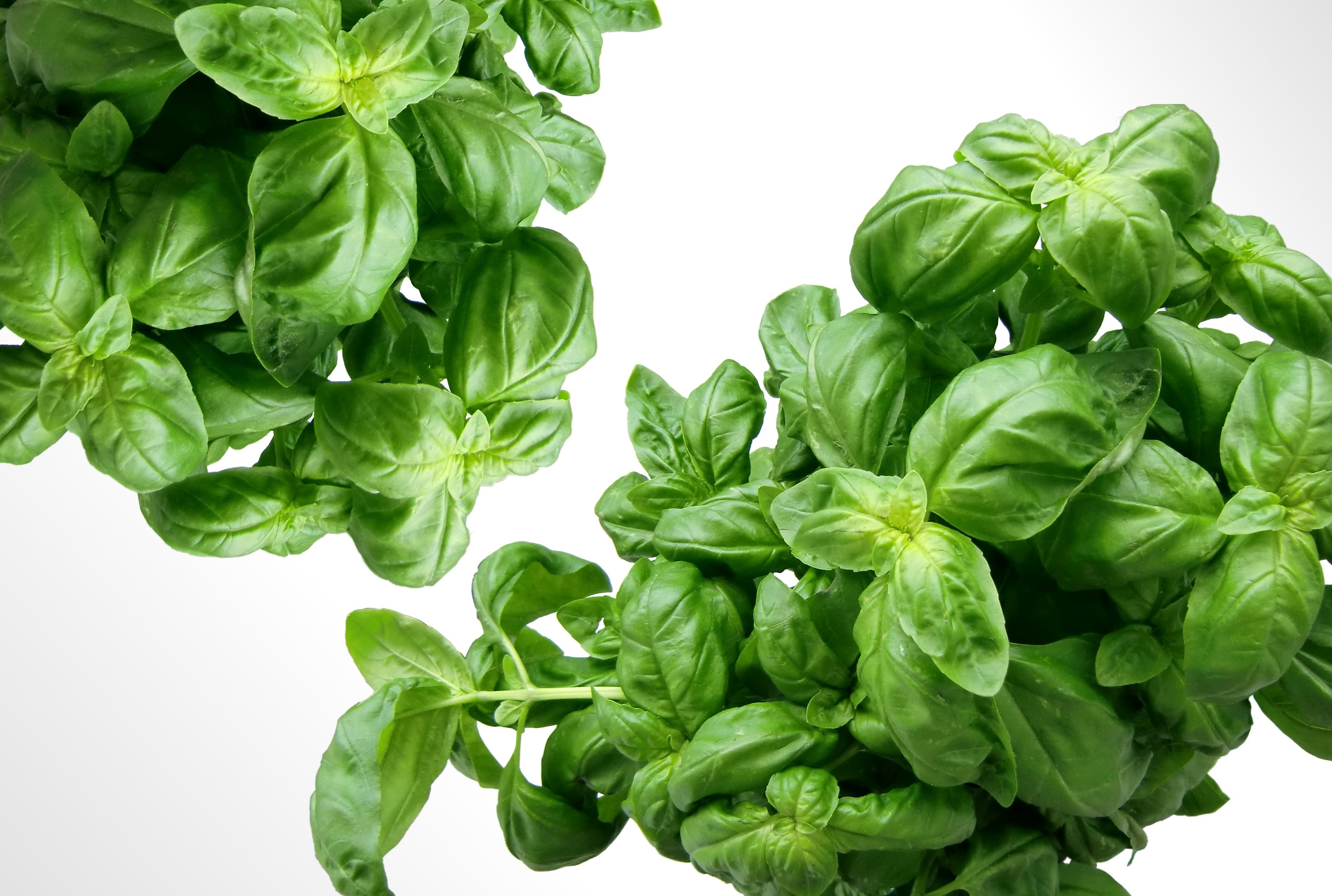 basil herbs green mediterranean leaves plant 4k, HD Wallpaper