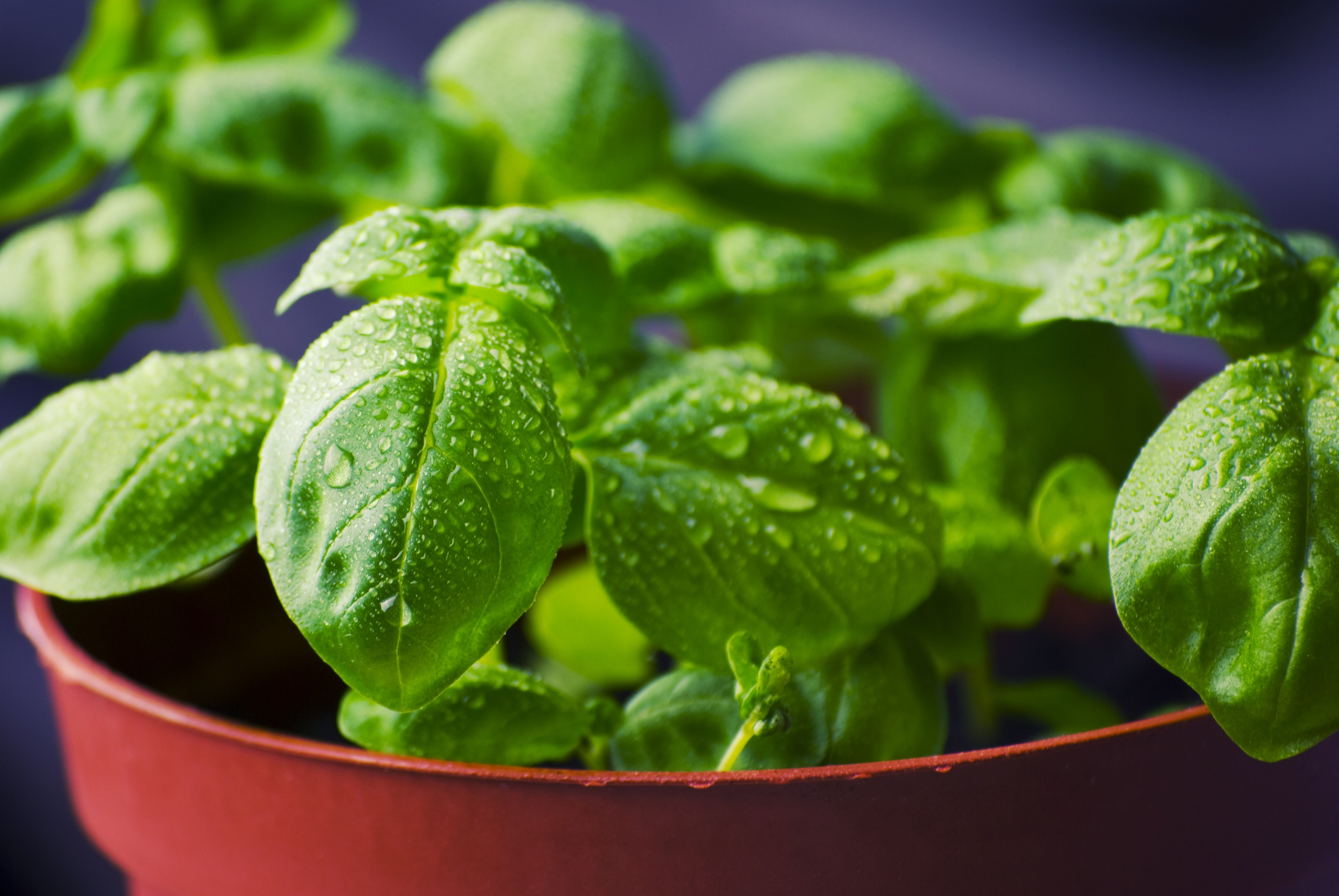 basil herbs food fresh cooking ingredient healthy 4k, HD Wallpaper