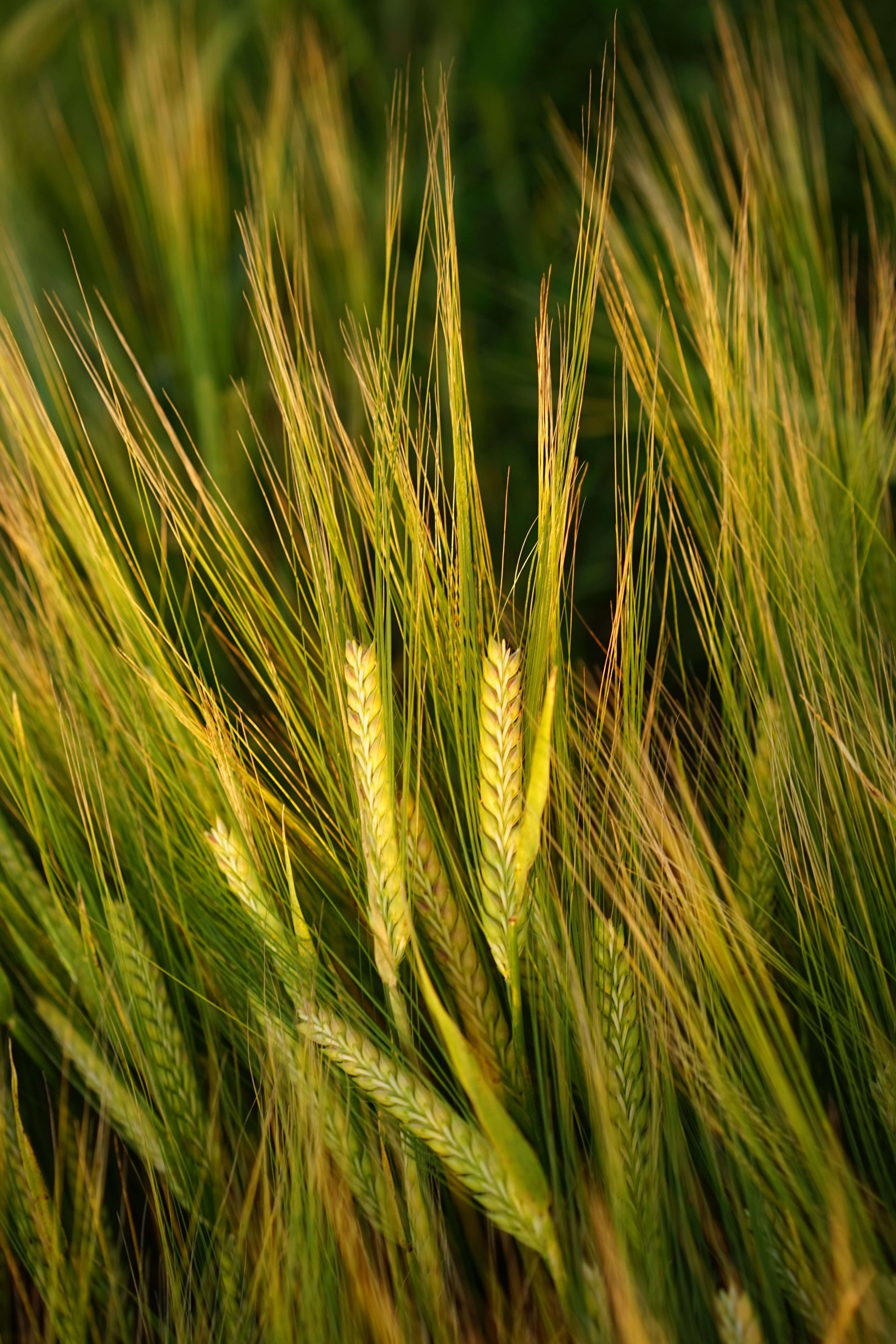 barley field spike grain cereals ripe agriculture 4k, Phone HD Wallpaper