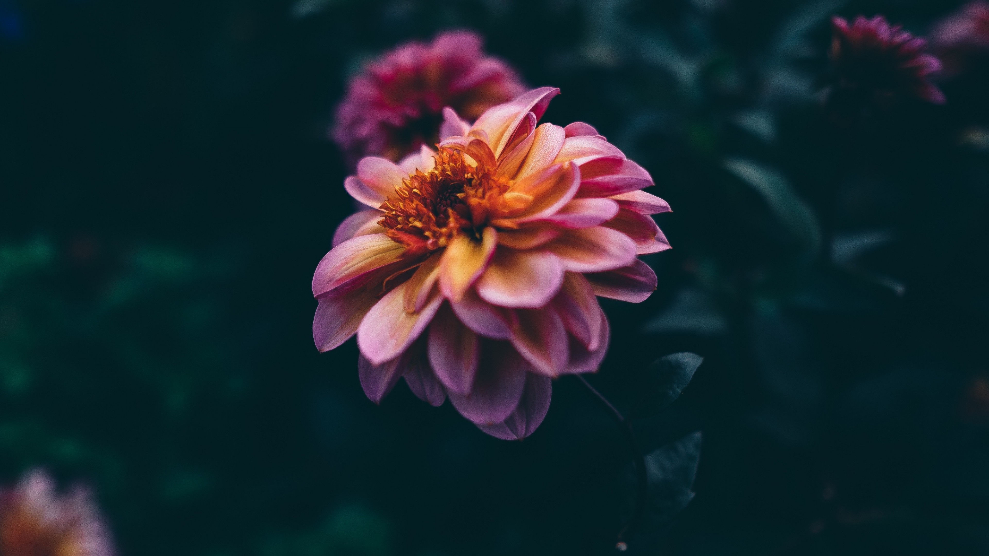 flower, pink, purple, 4K, HD Wallpaper