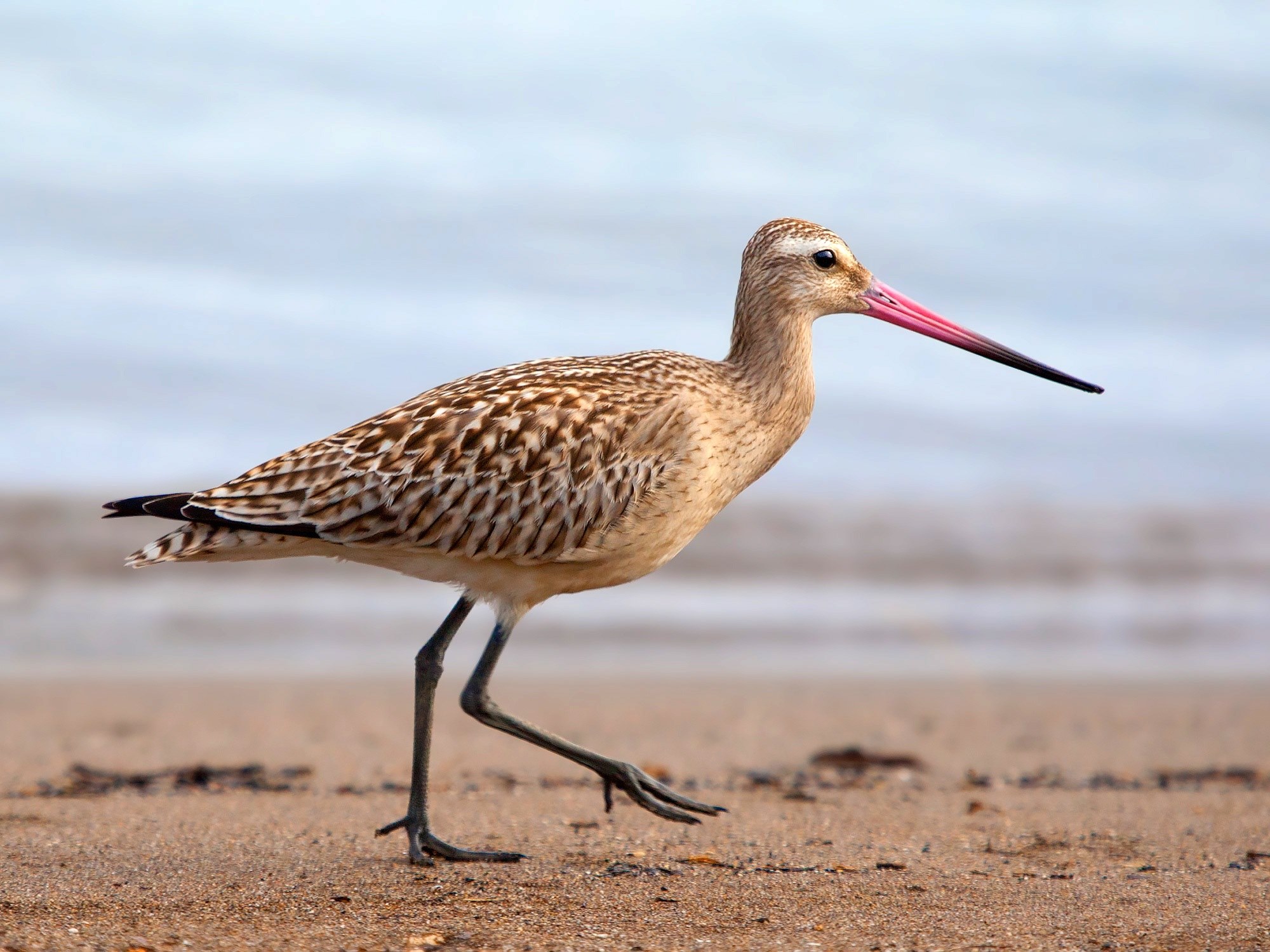 bar tailed godwit godwit bar tailed bird limosa 4k, HD Wallpaper