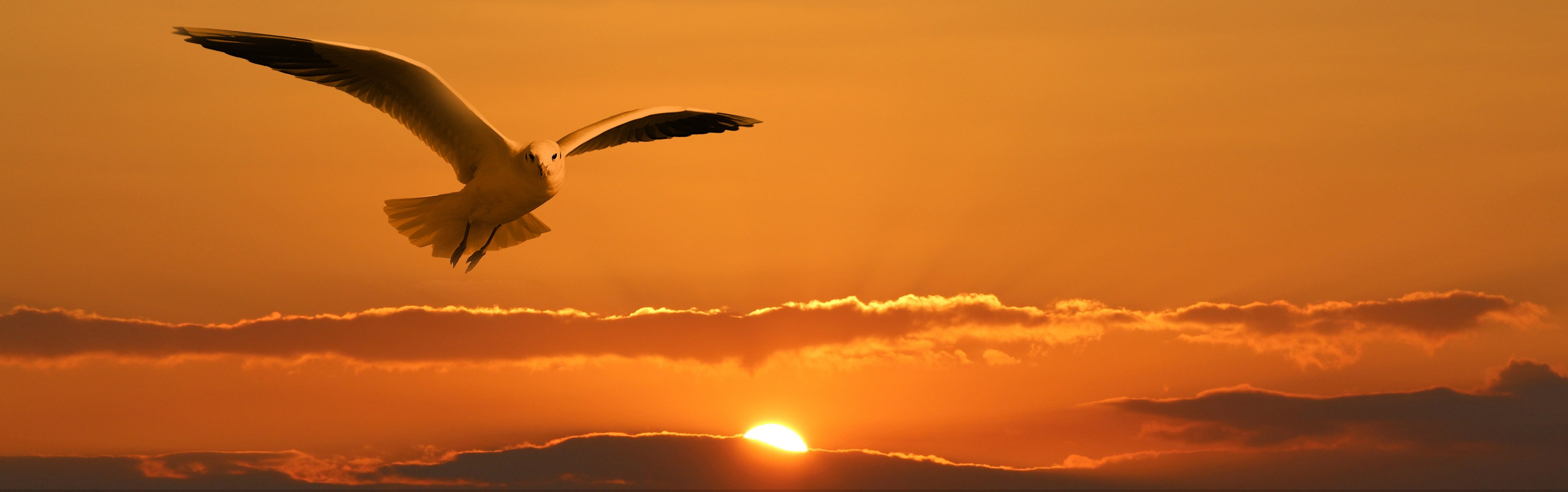 banner header gull bird fly clouds orange sunset 4k, HD Wallpaper