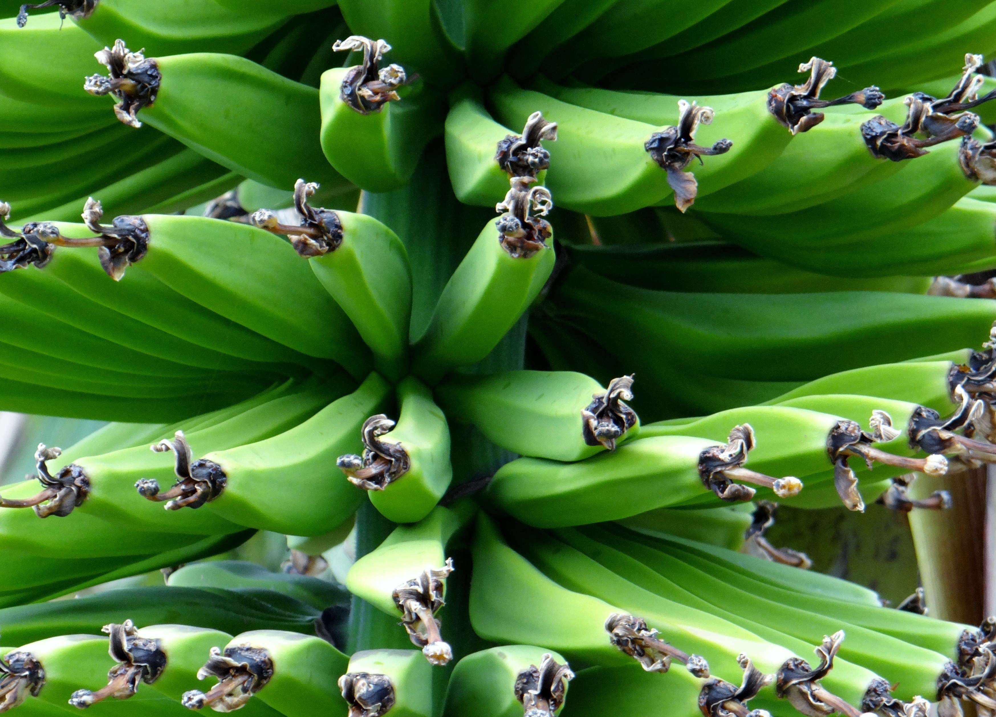 banana shrub banana food fruit green healthy 4k, HD Wallpaper