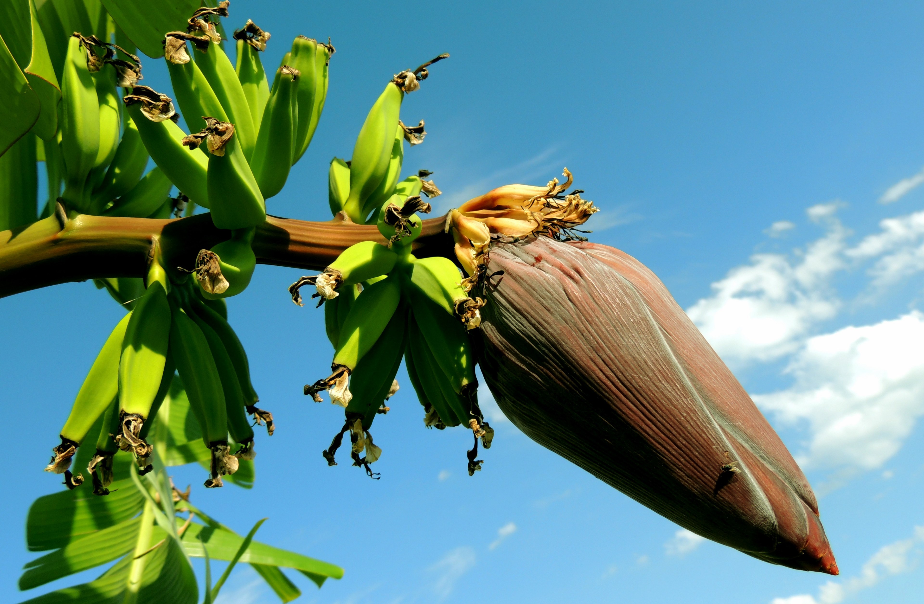 banana banana tree bunch of bananas fruit plants 4k, HD Wallpaper