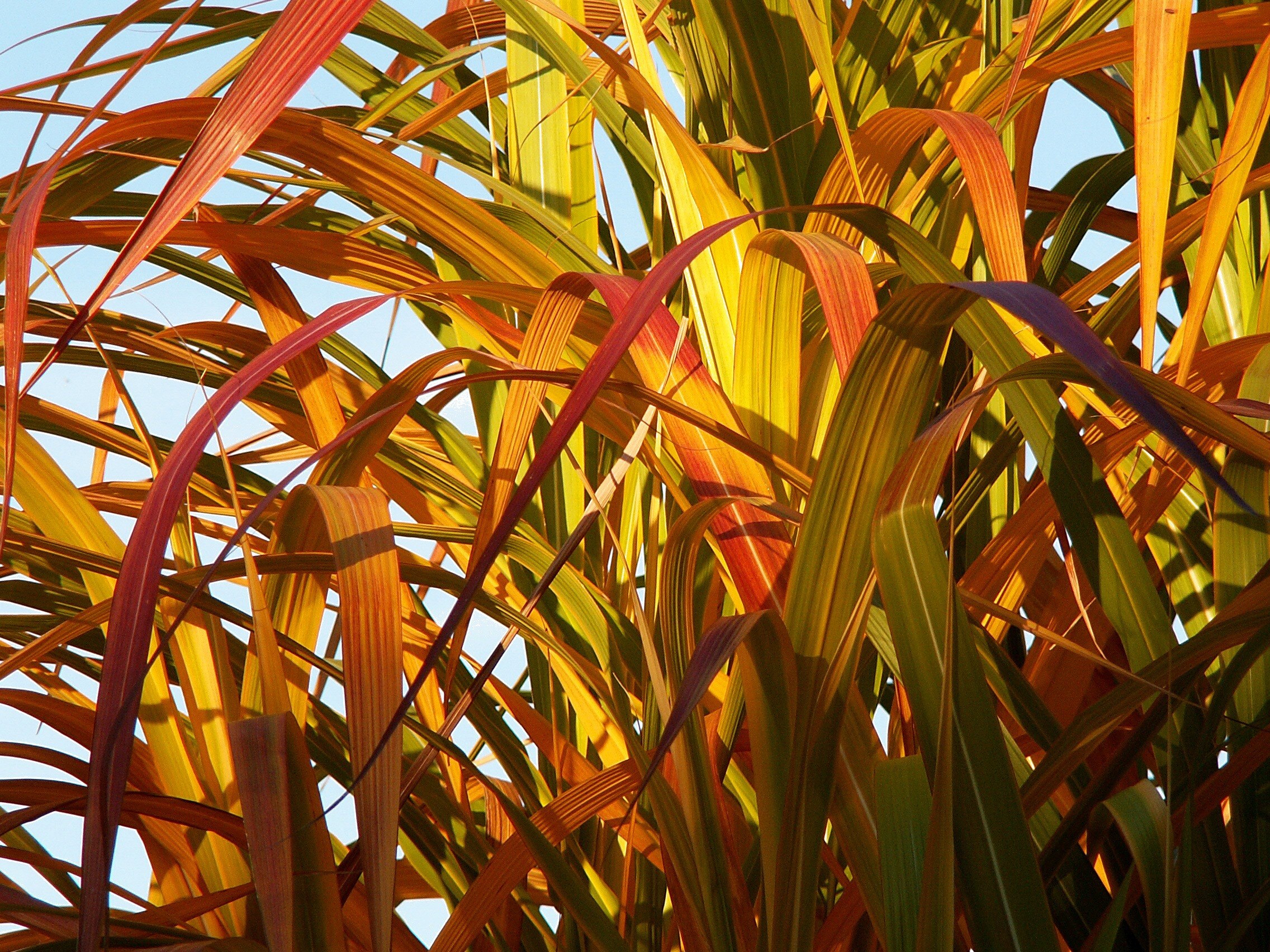 bamboo yellow bamboo foliage colors autumn 4k, HD Wallpaper
