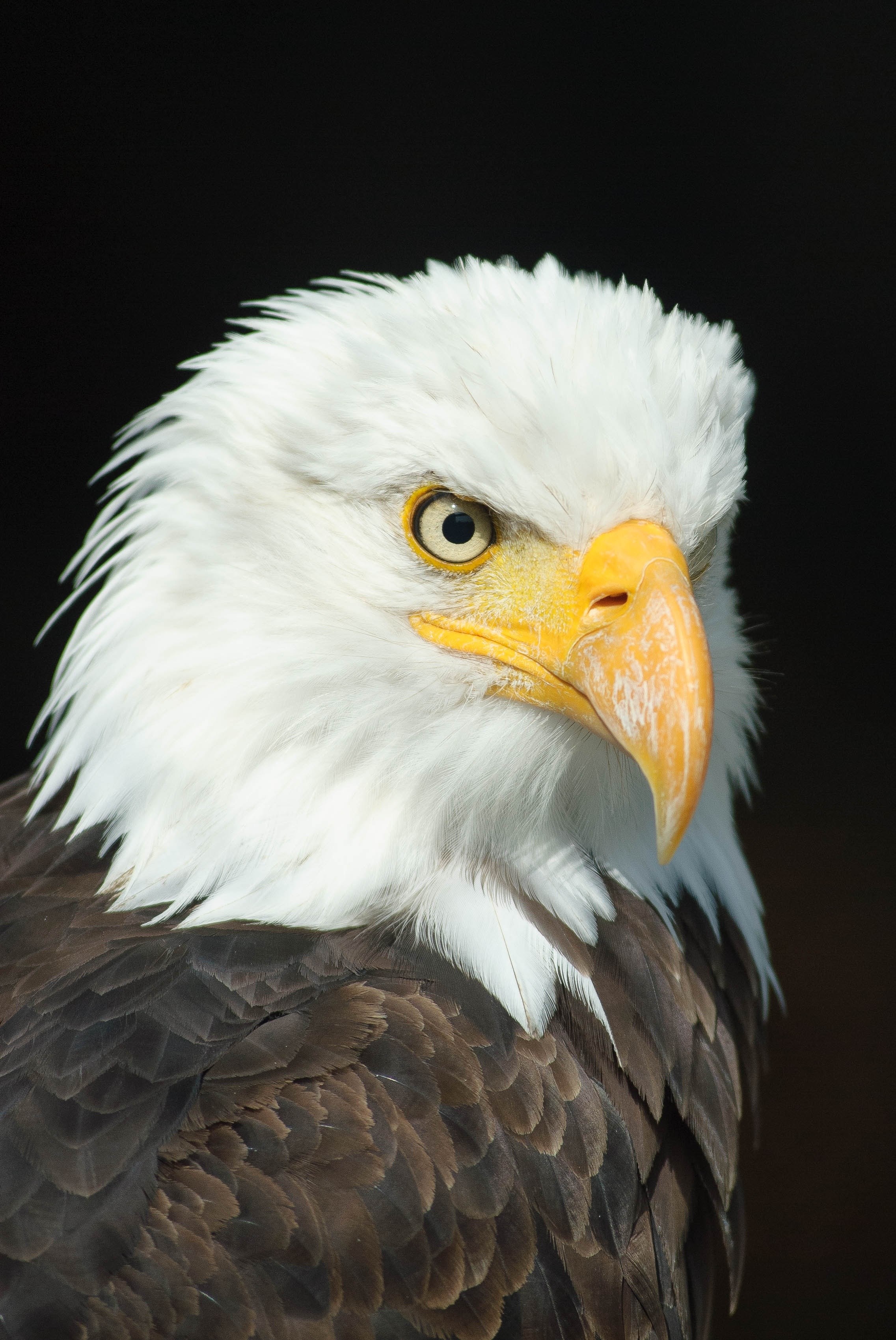 bald eagle adler bird of prey raptor animal bill 4k, Phone HD Wallpaper