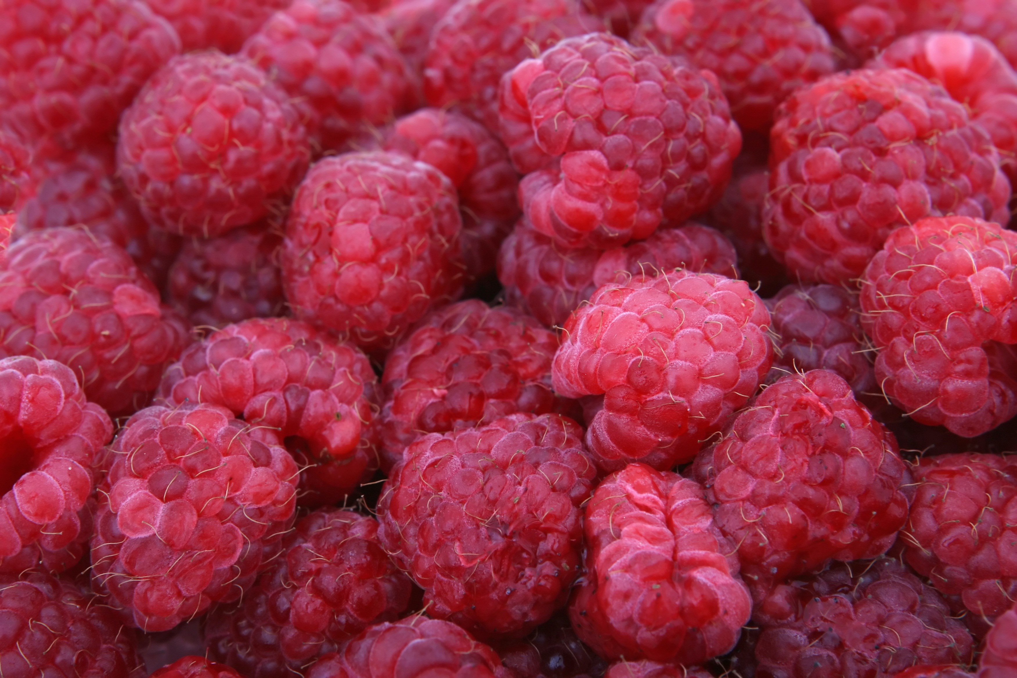 background berries berry bitter blackberry 4k, HD Wallpaper