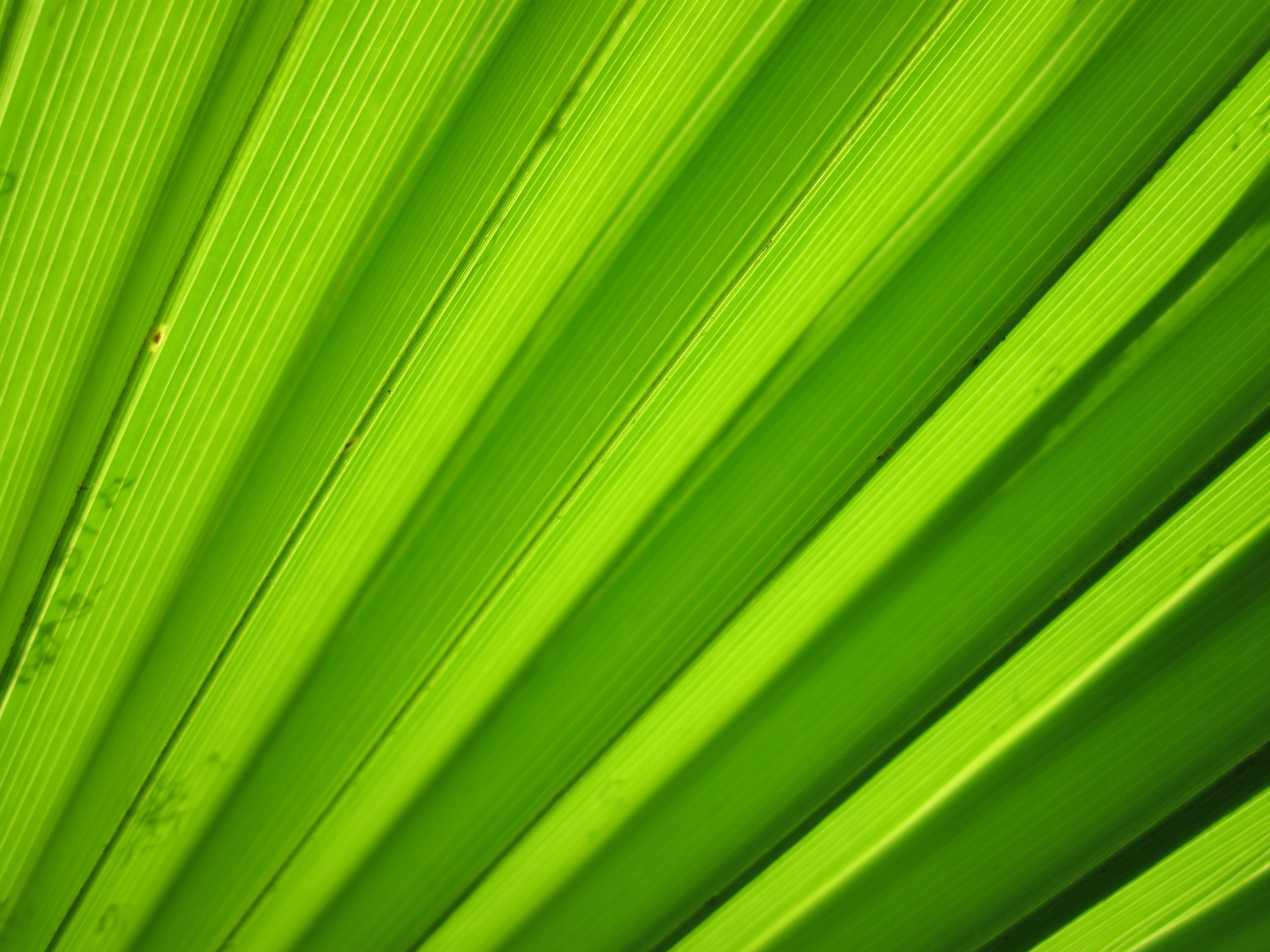 background detail flora green leaf macro nature 4k, HD Wallpaper
