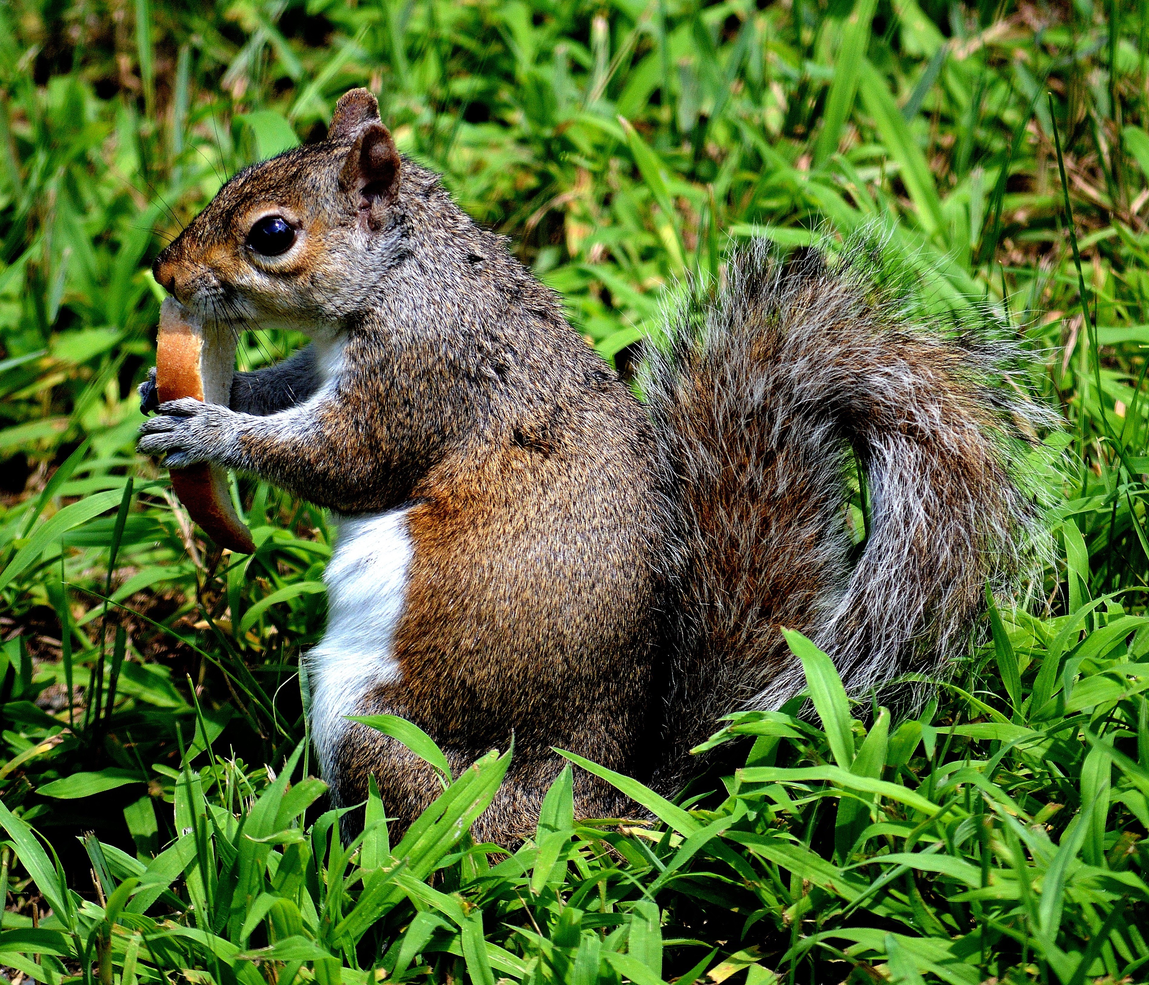back yard grass nature outside squirrel animal 4k, HD Wallpaper