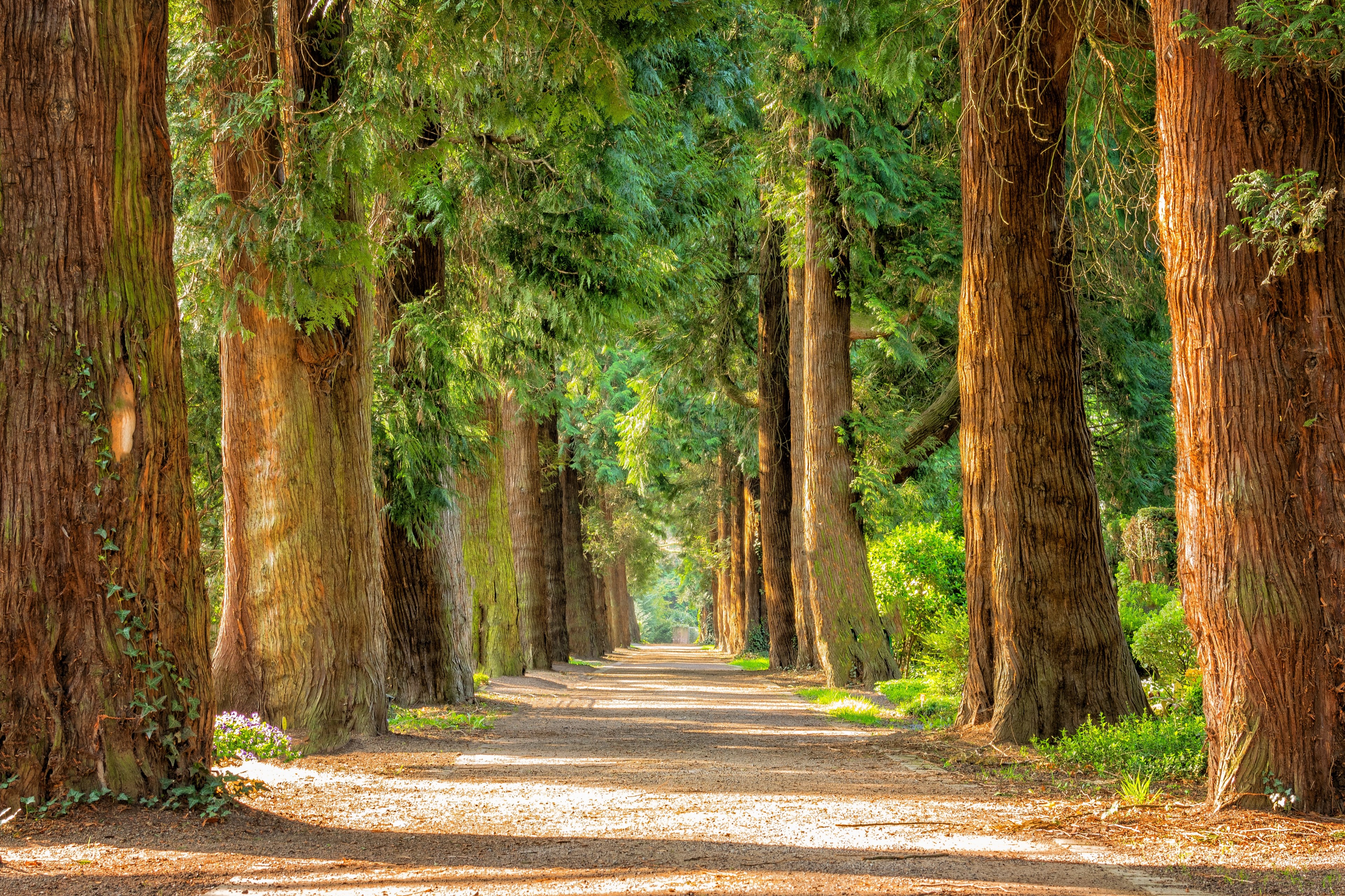 avenue trees away walk green riesen nature park 4k, HD Wallpaper