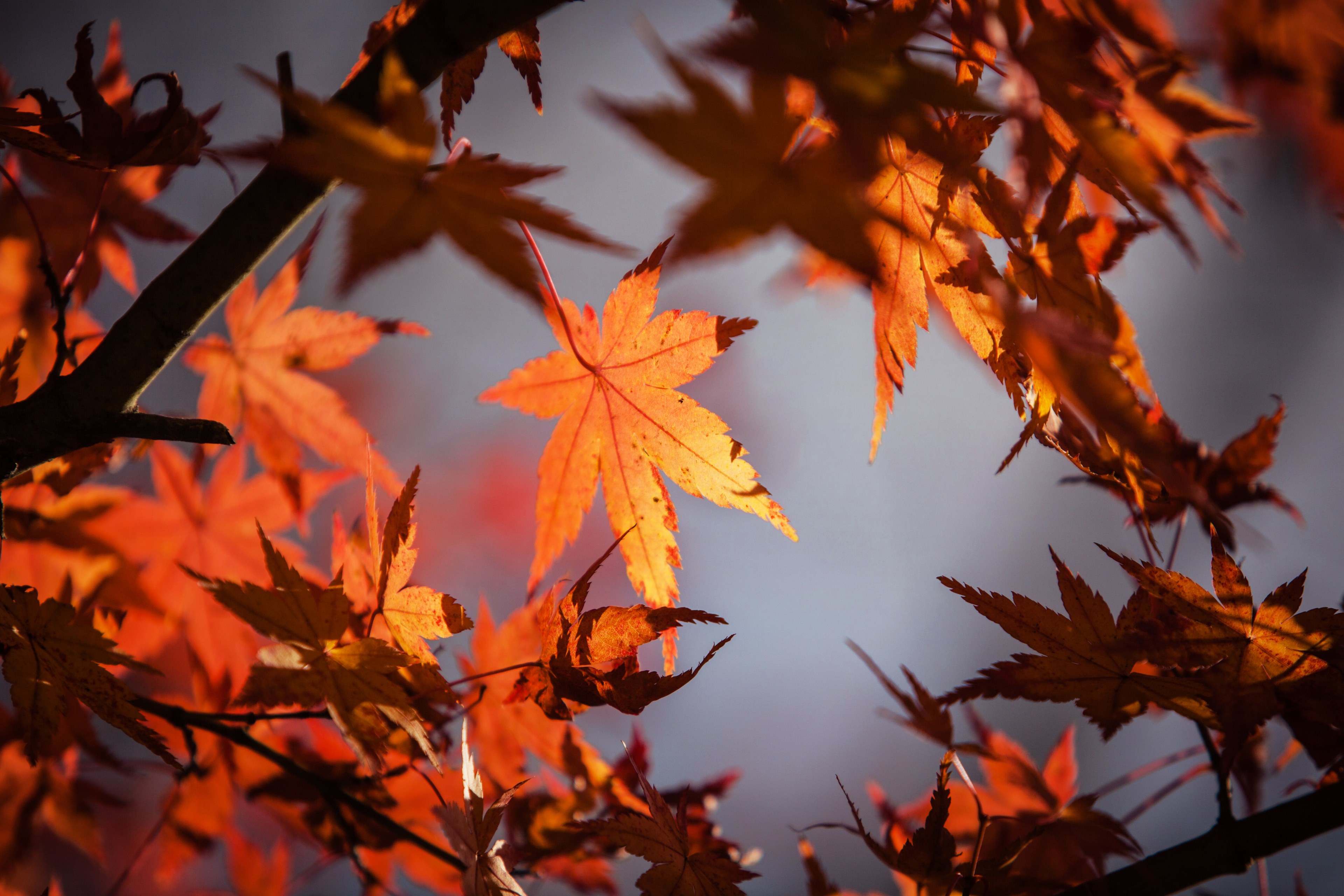 autumn leave japan nature maple red fall leave 4k, HD Wallpaper