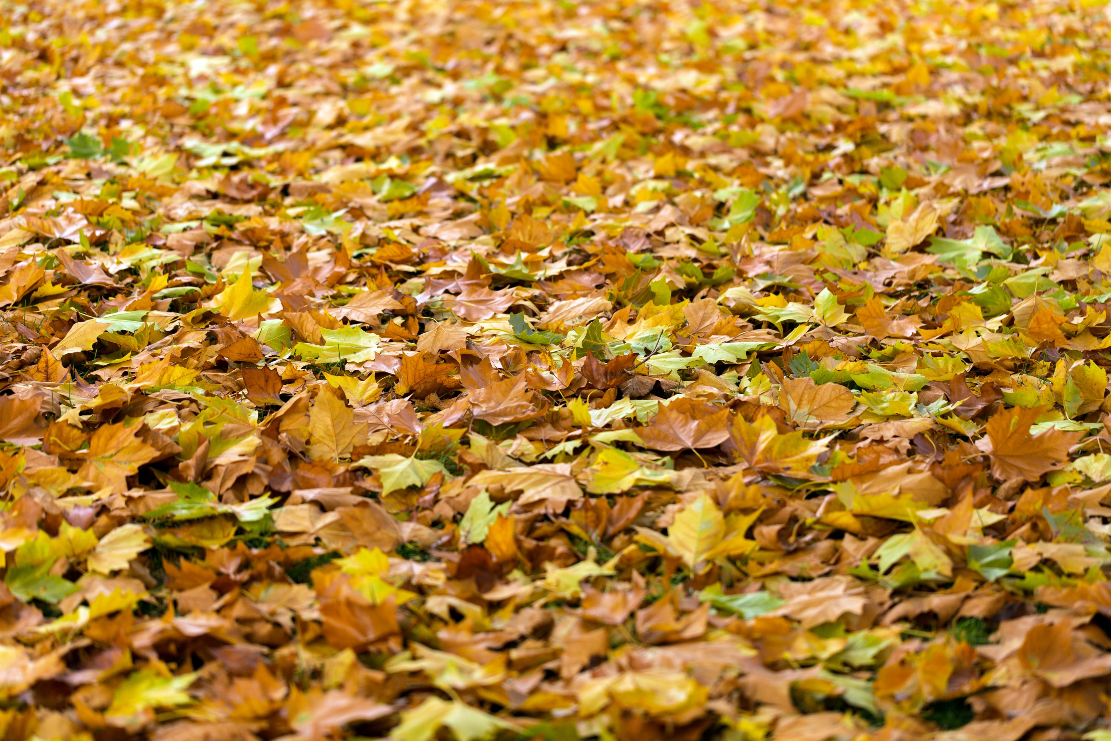autumn leaves fall background fall leaves 4k, HD Wallpaper