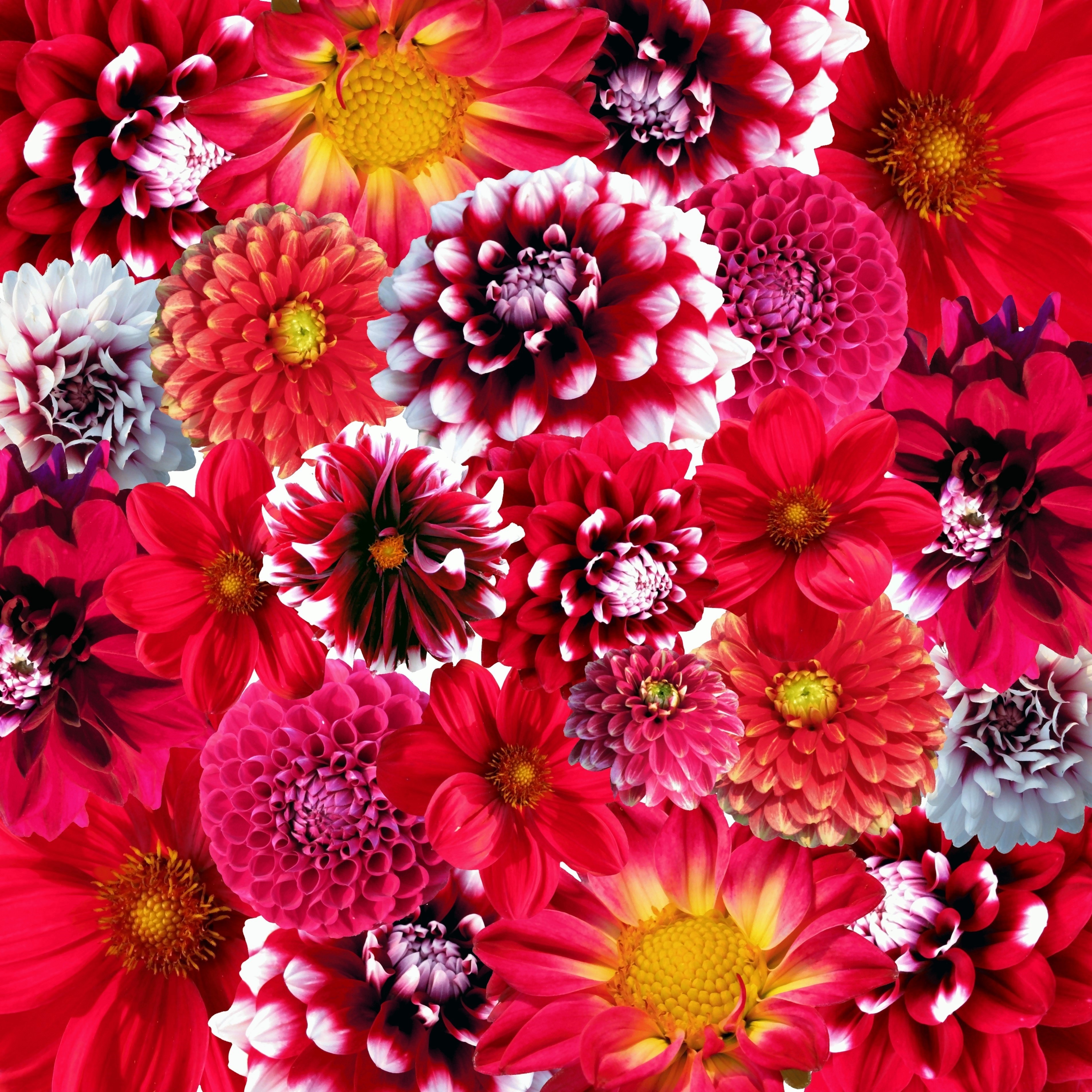 autumn dahlias flowers blossom bloom nature dalia 4k, Phone HD Wallpaper