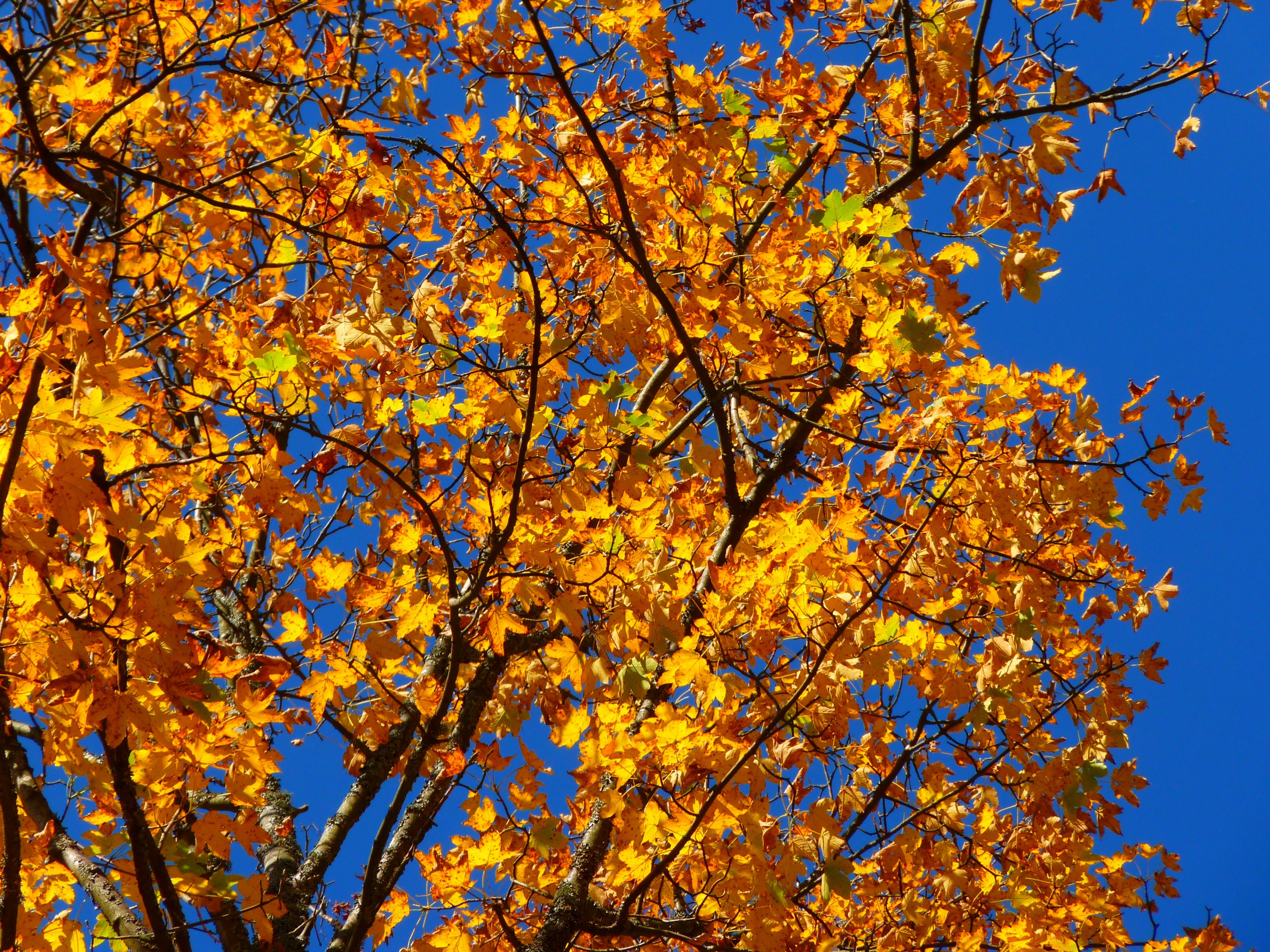 autumn colorful tree leaves yellow 4k, HD Wallpaper