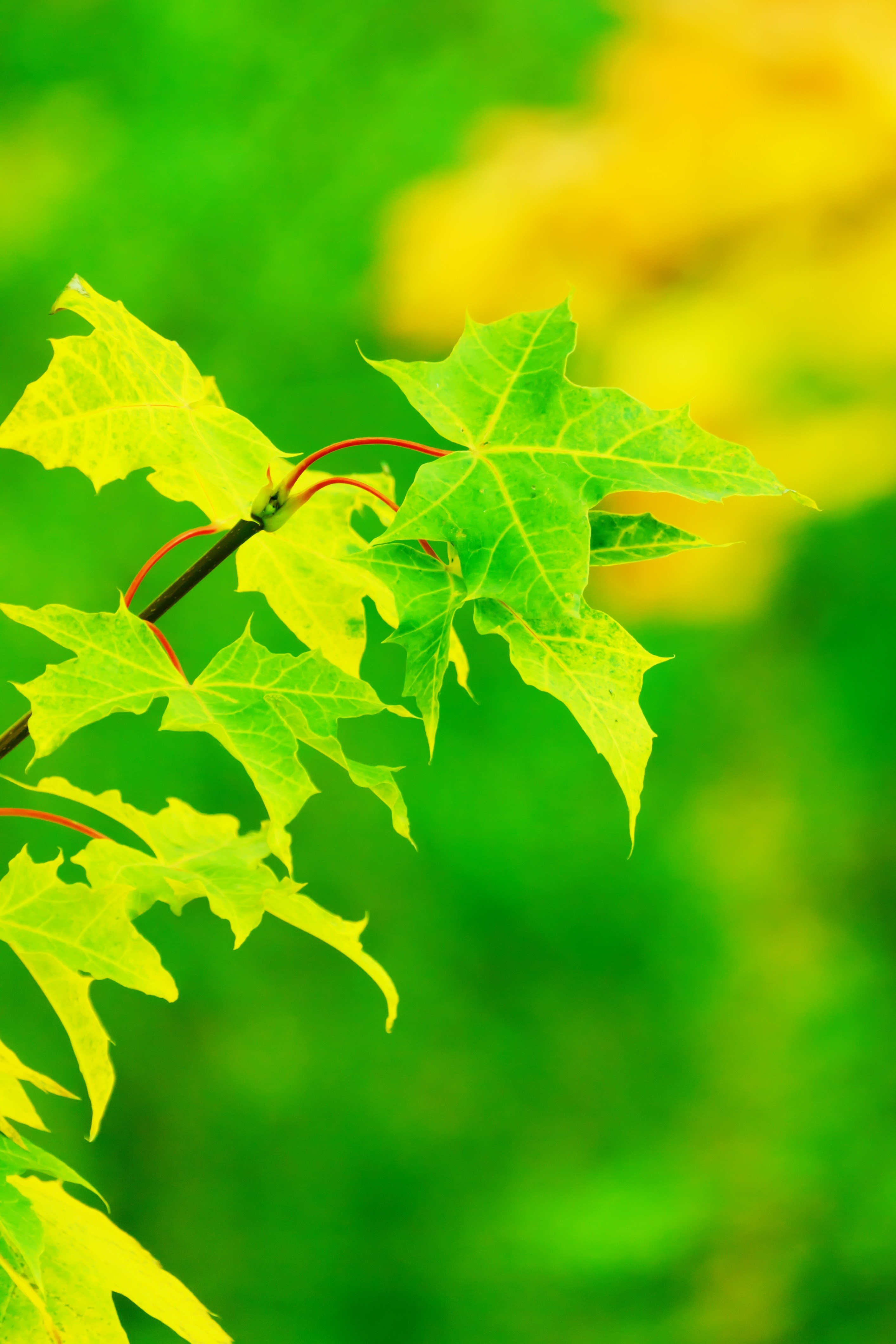 autumn bright color colored colorful fall flora 4k, Phone HD Wallpaper