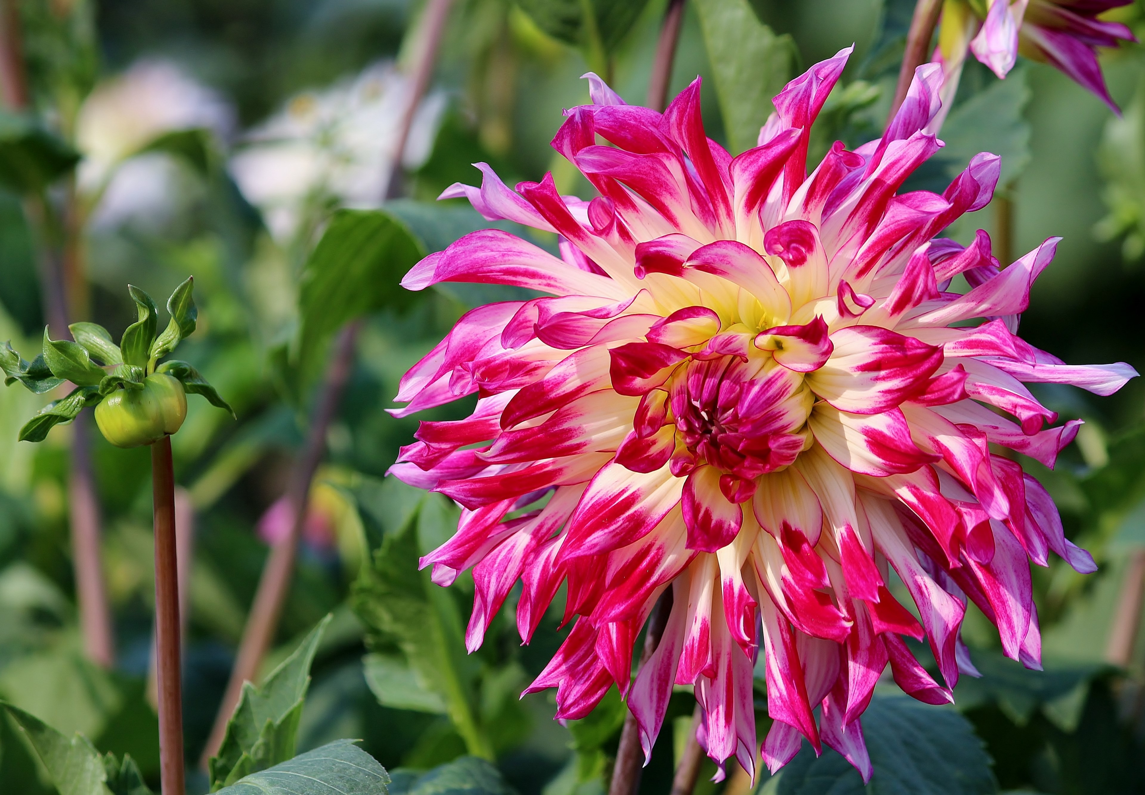 asters flowers field sale pick your own pick 4k, HD Wallpaper