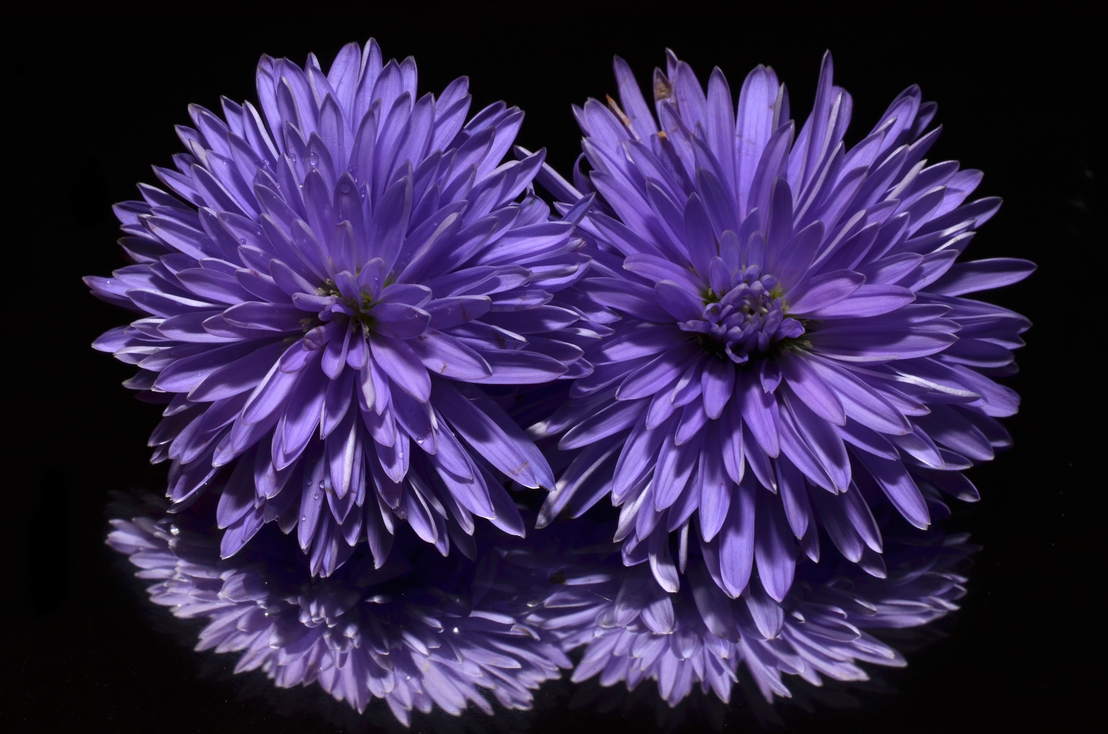 aster flower purple 4k, HD Wallpaper