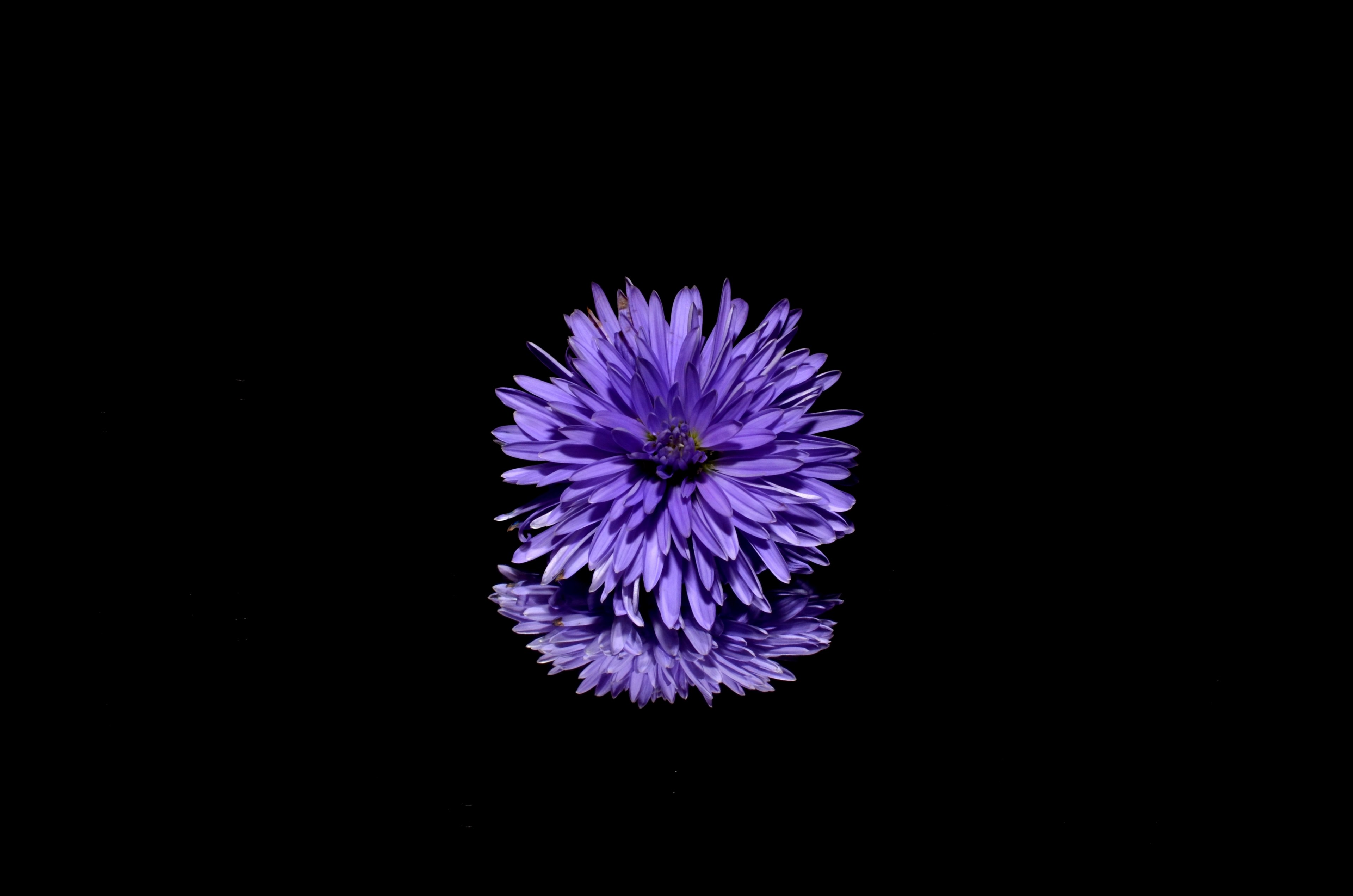 aster flower purple 4k, HD Wallpaper