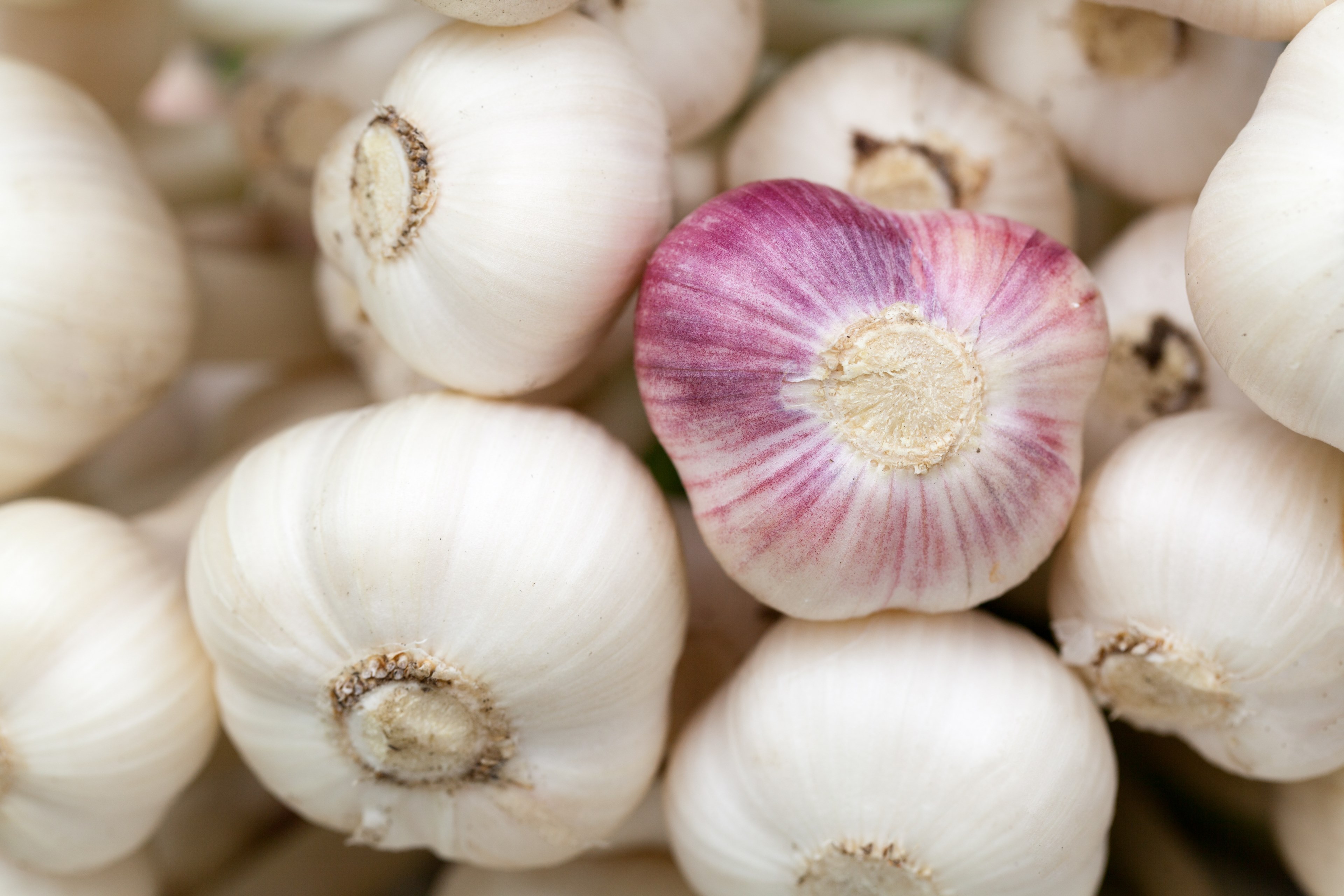 aromatic background bulb condiment food fresh 4k, HD Wallpaper