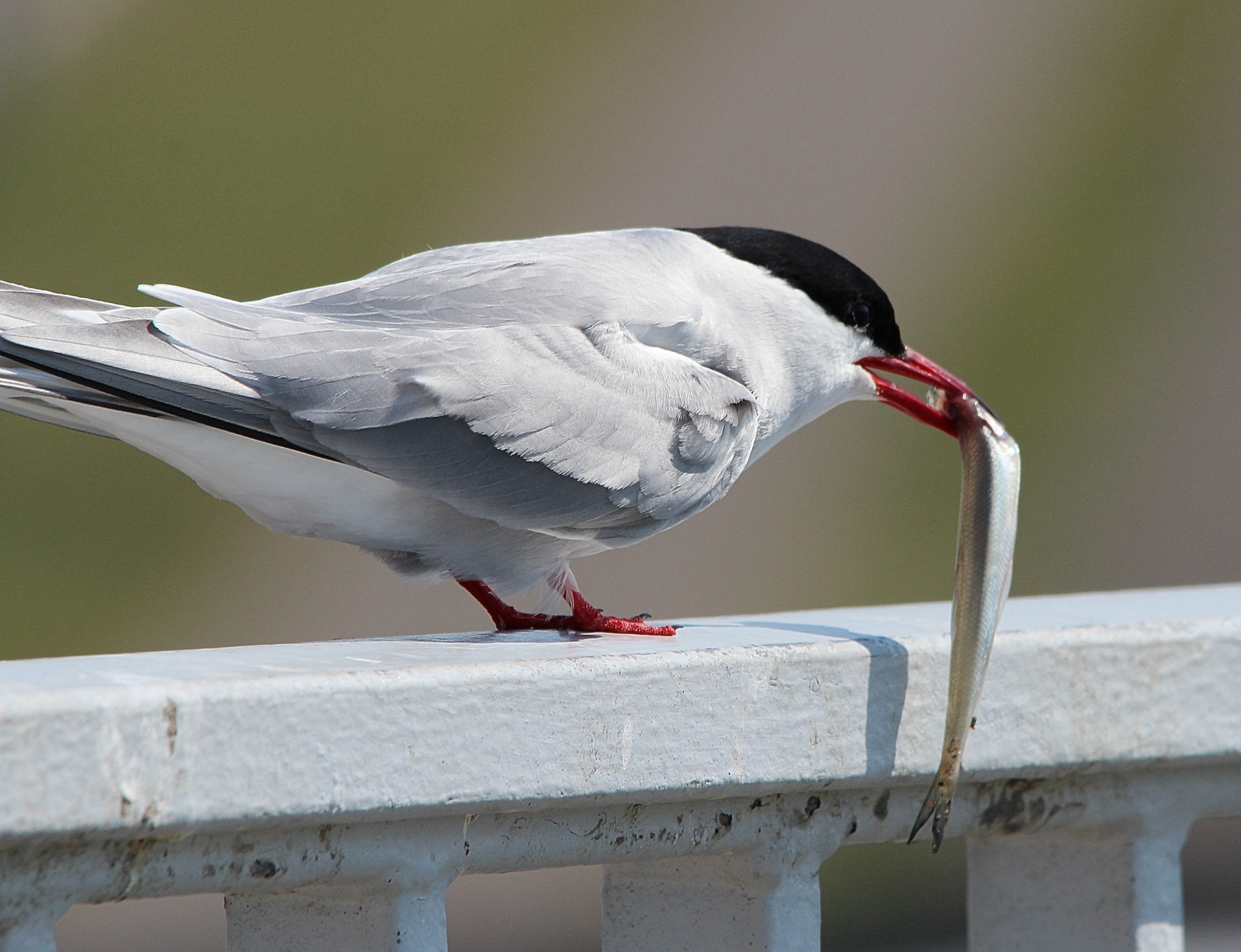arctic tern eat fish food tern bird water bird 4k, HD Wallpaper
