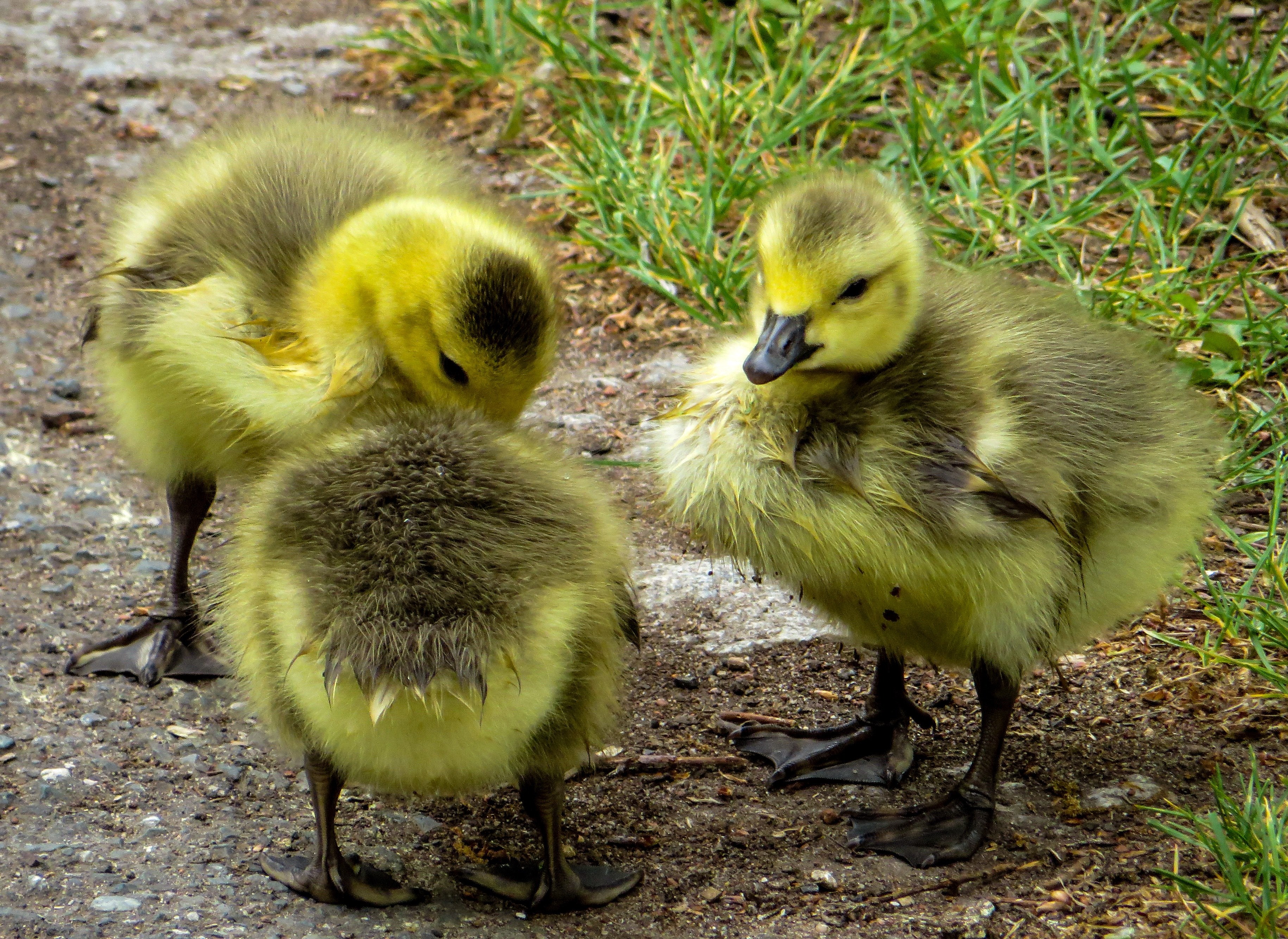 april chicks boy geese childrens group spring 4k, HD Wallpaper