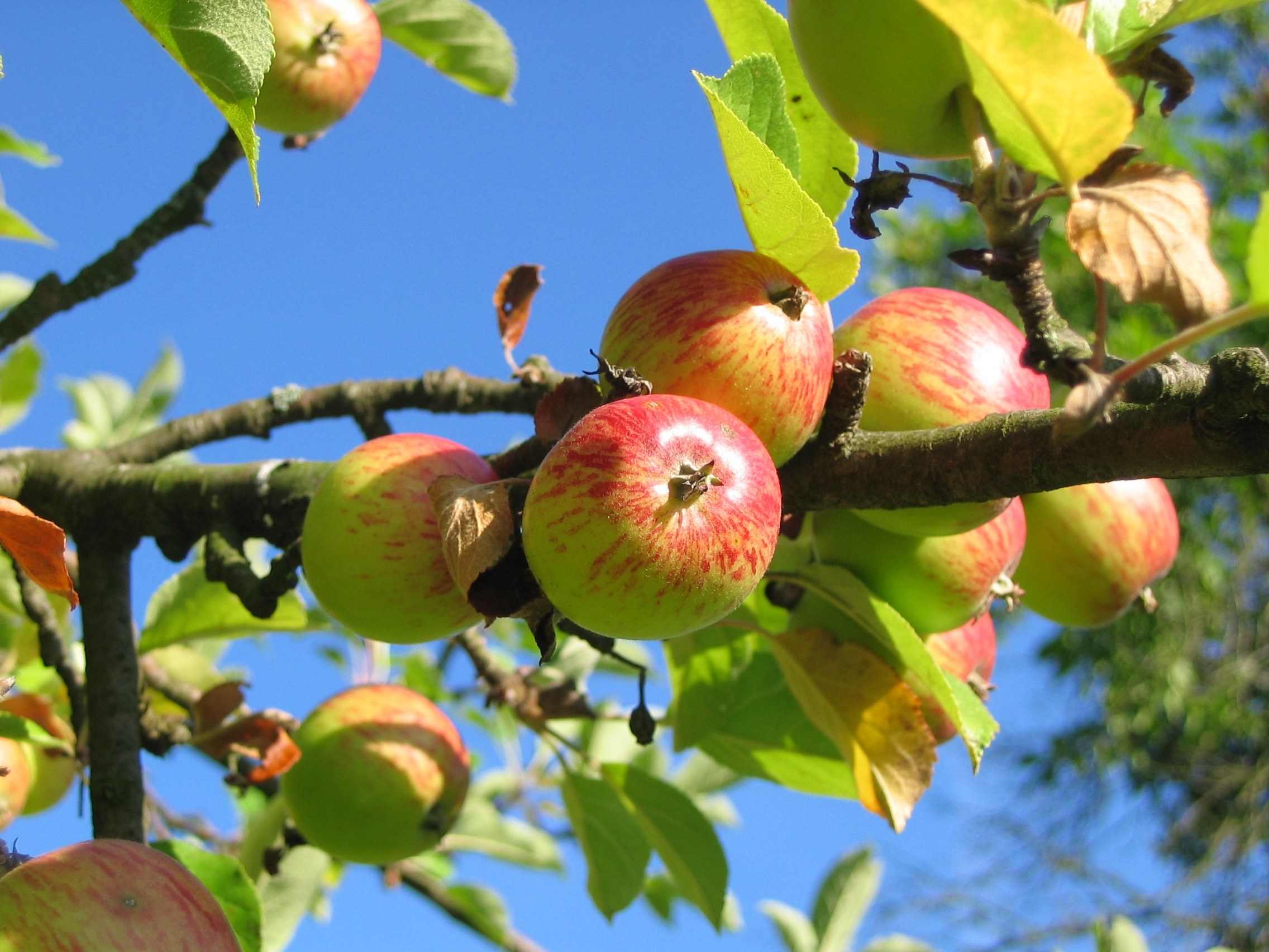 apple tree orchard apfelernte 4k, HD Wallpaper