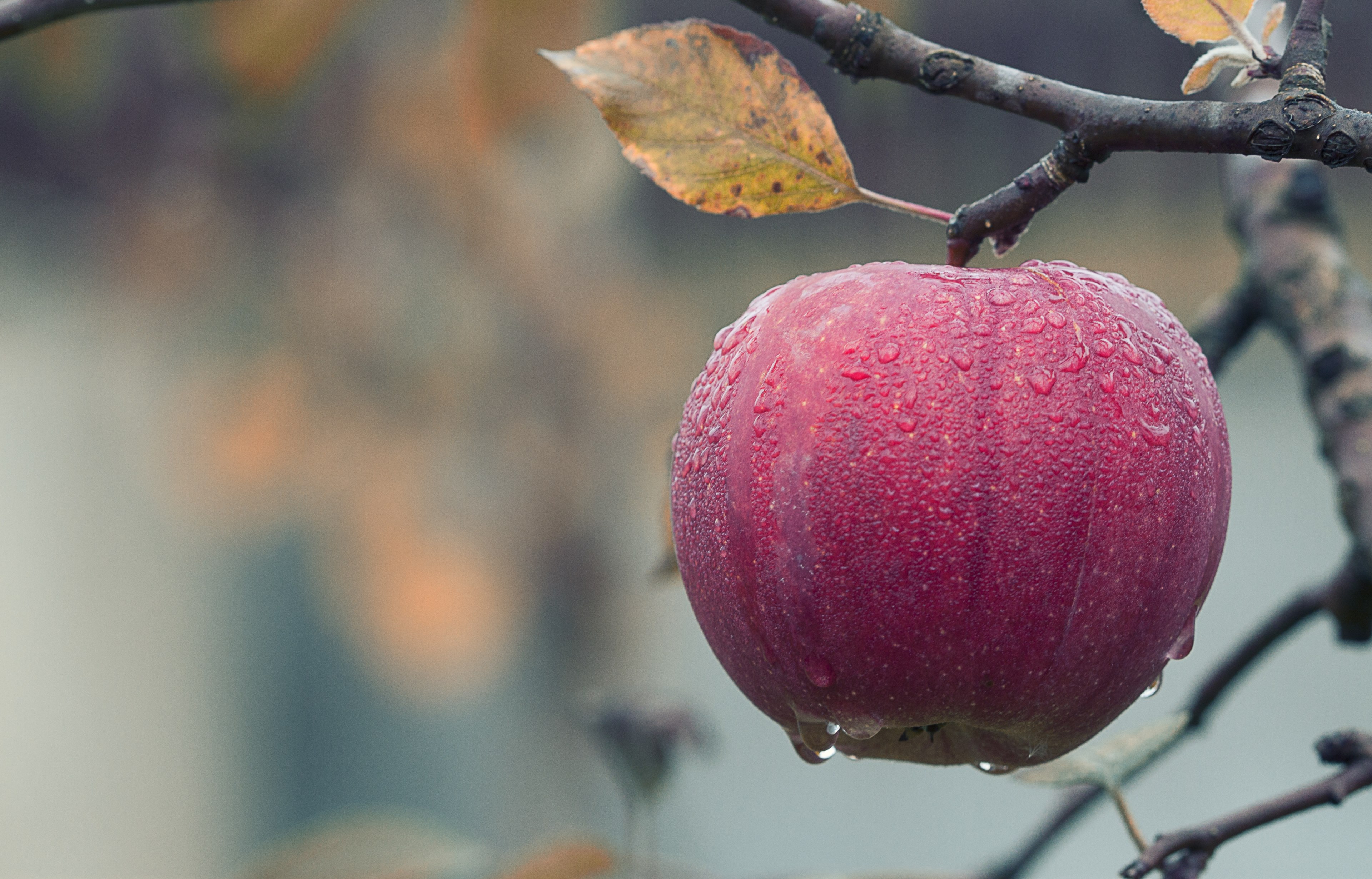 apple fall juicy food autumn fruit red fresh 4k, HD Wallpaper