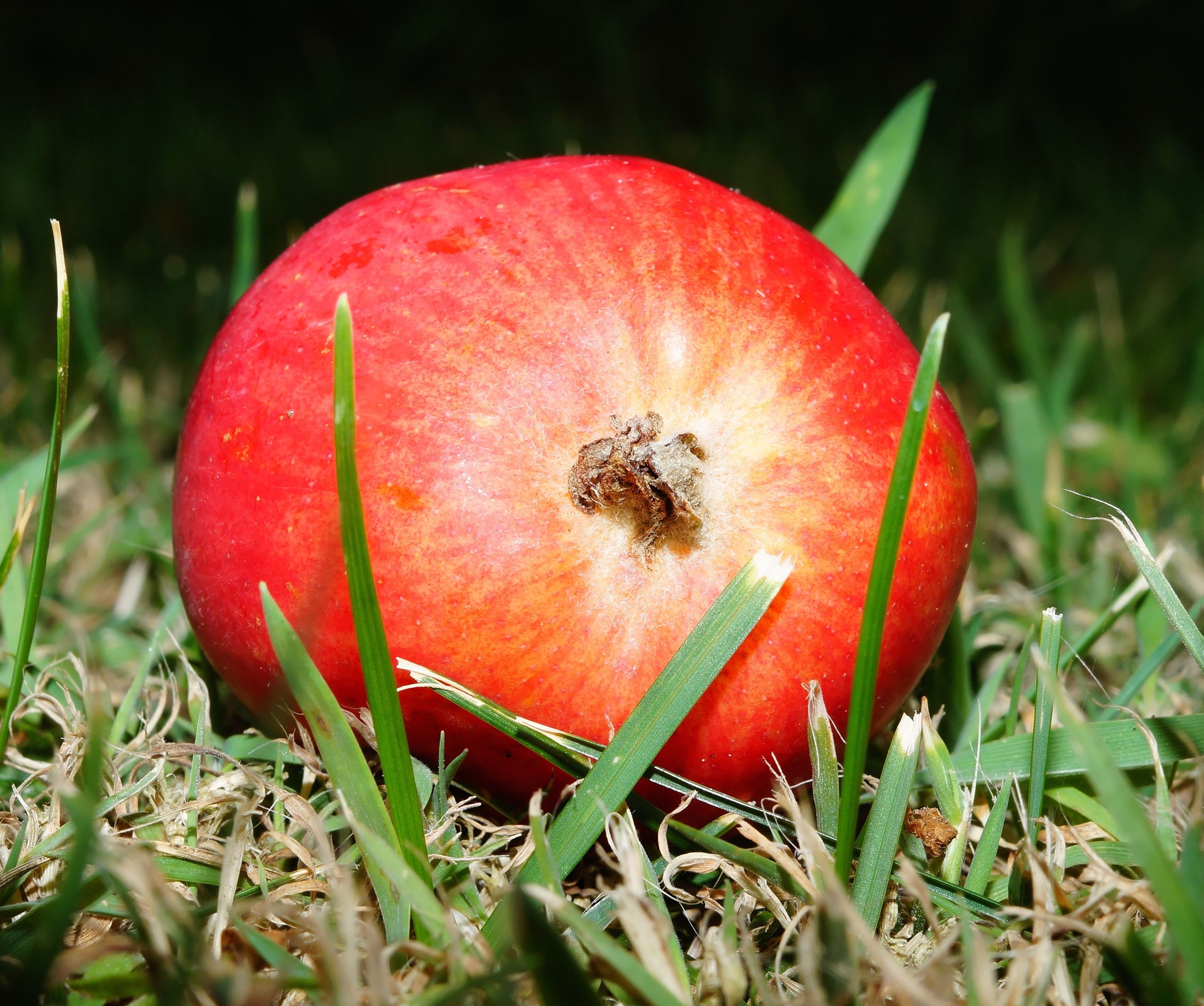 apple sweet fruit delicious healthy food frisch 4k, HD Wallpaper