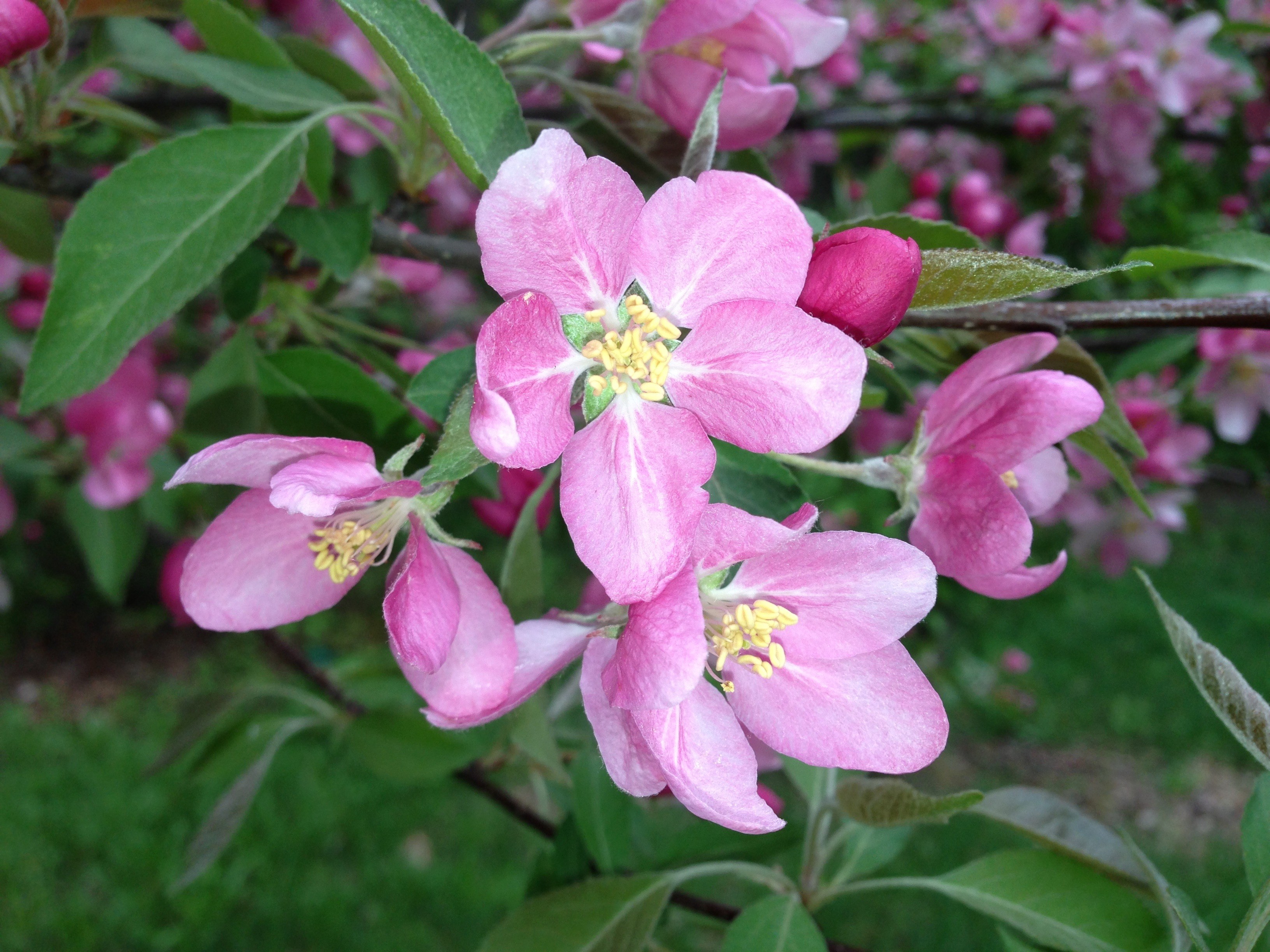 apple blossoms apple blossom tree branch spring 4k, HD Wallpaper