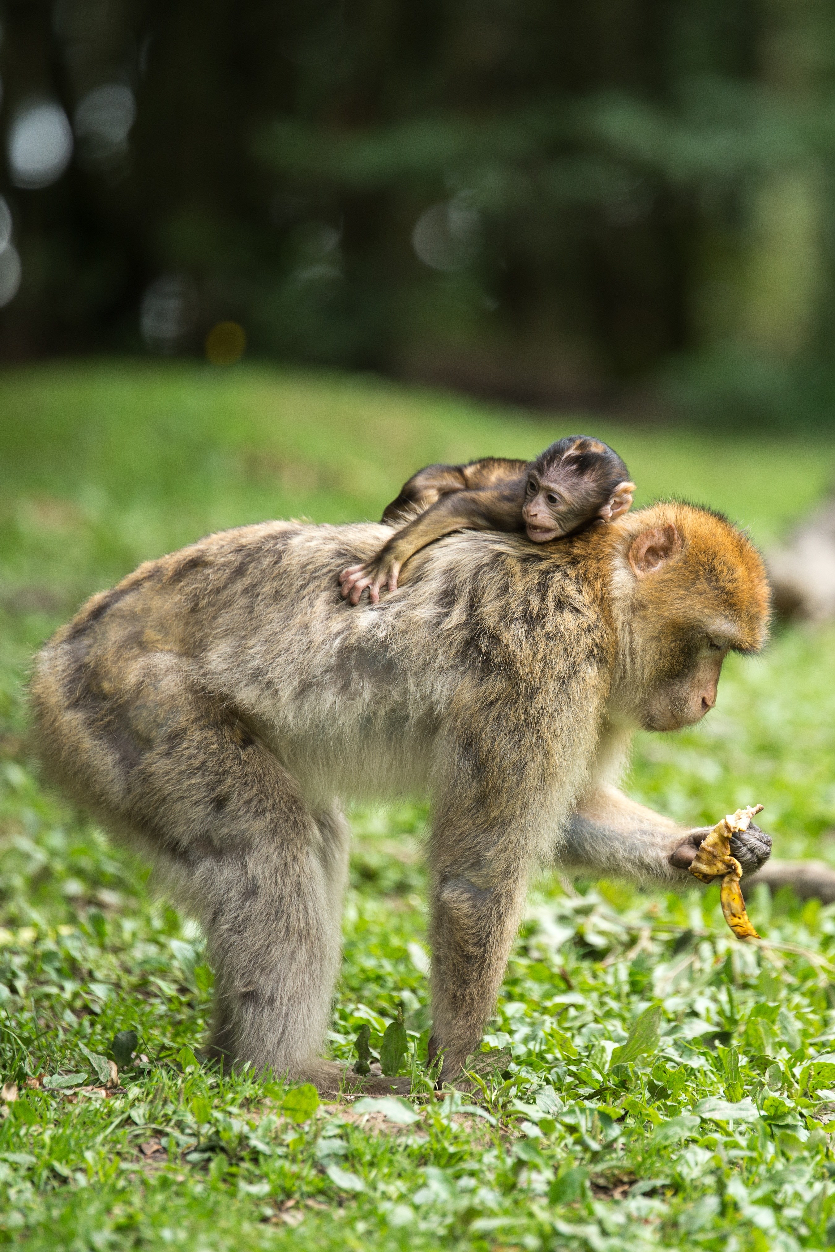 ape berber monkeys young animal mammal äffchen 4k, Phone HD Wallpaper